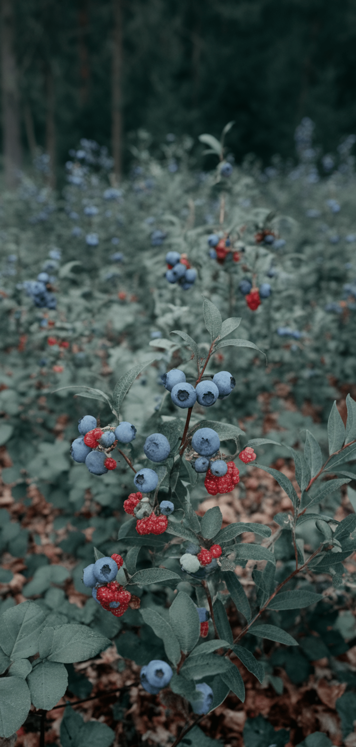 Best Blueberry Companion Plants
