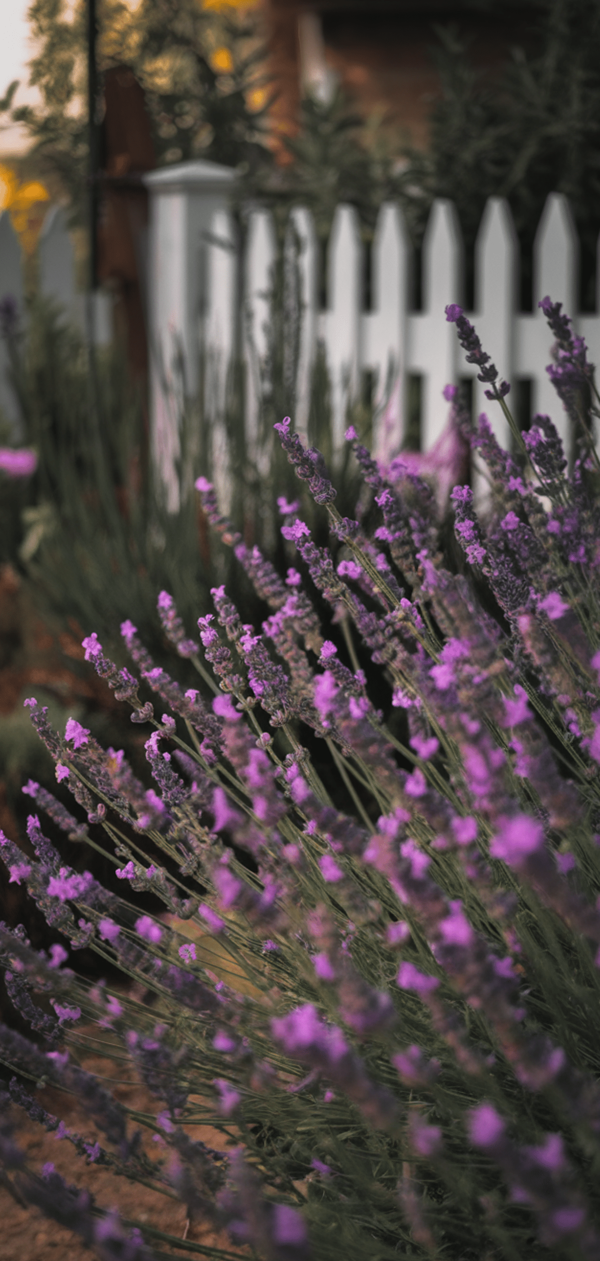 Easy Cottage Garden Flowers Ideas