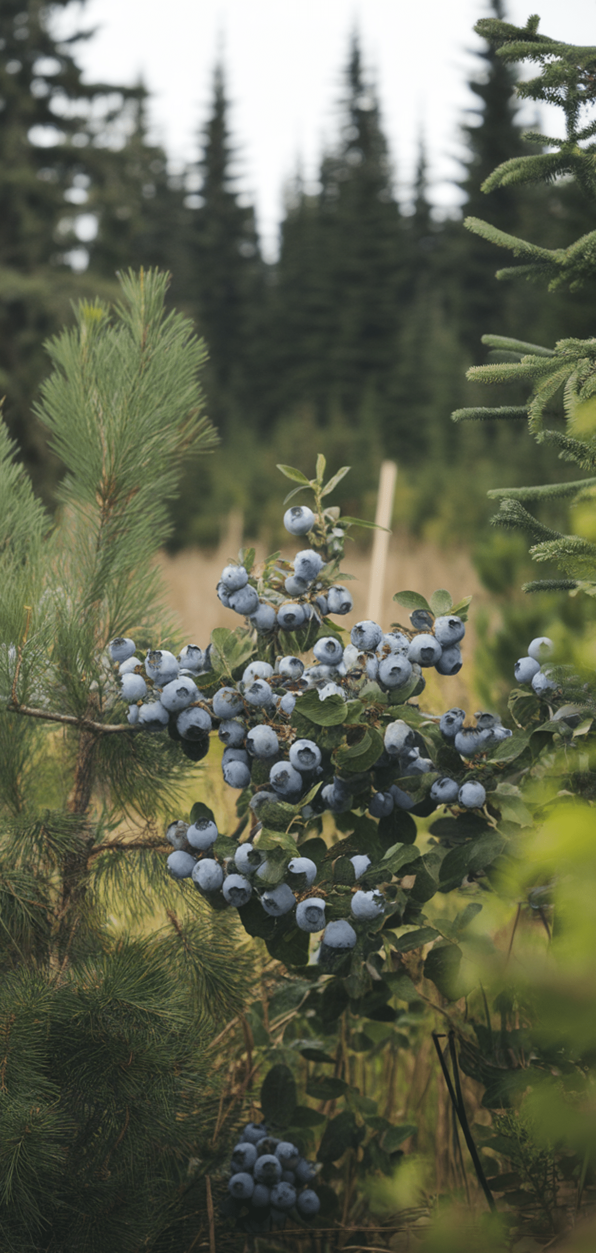Best Blueberry Companion Plants