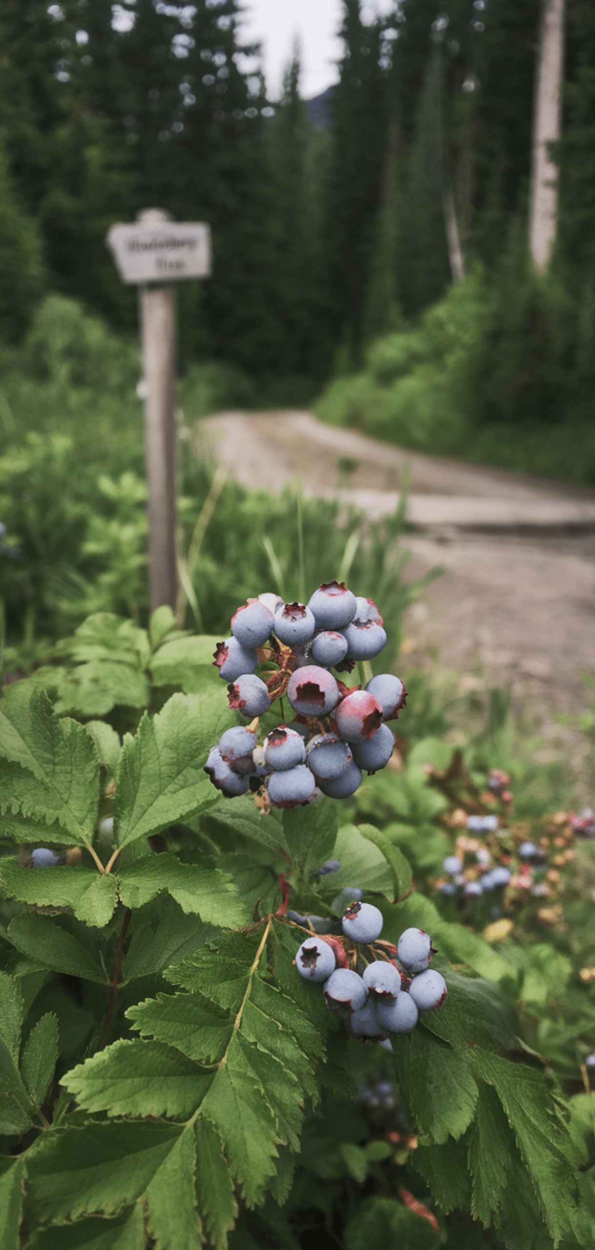 Best Blueberry Companion Plants