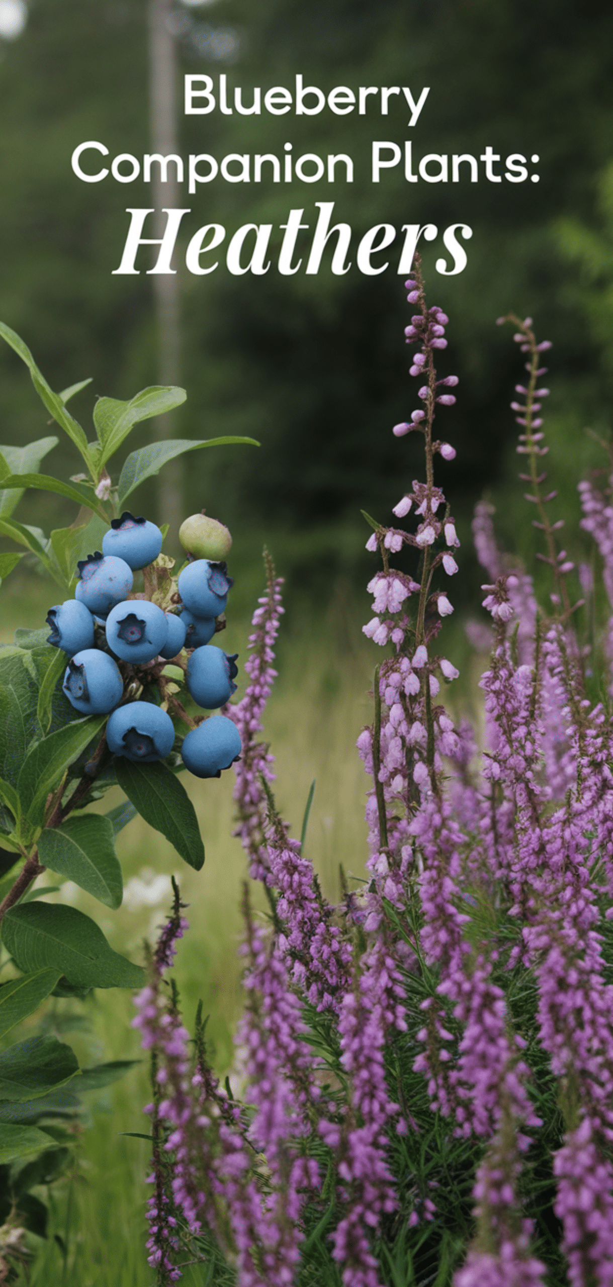 Best Blueberry Companion Plants