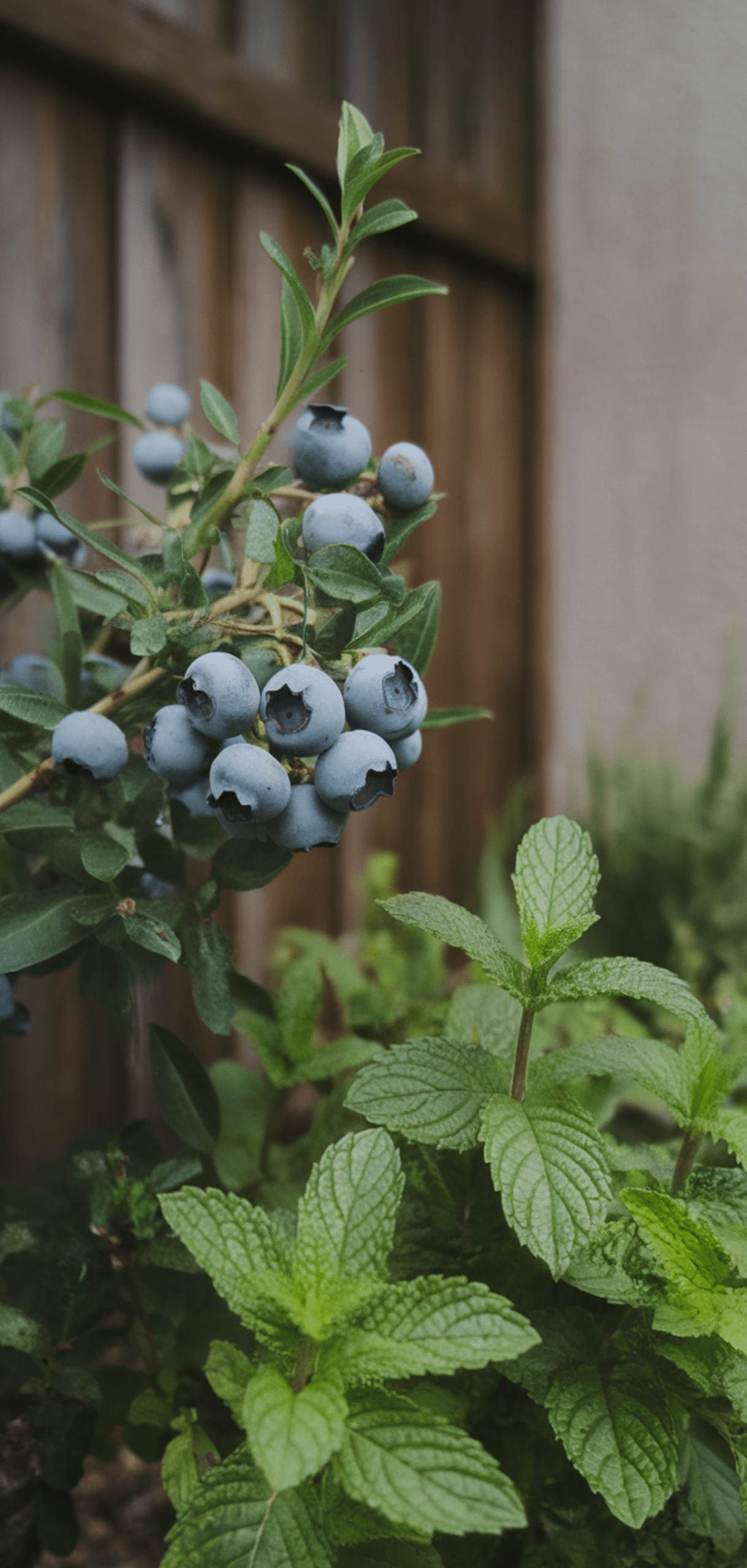 Best Blueberry Companion Plants