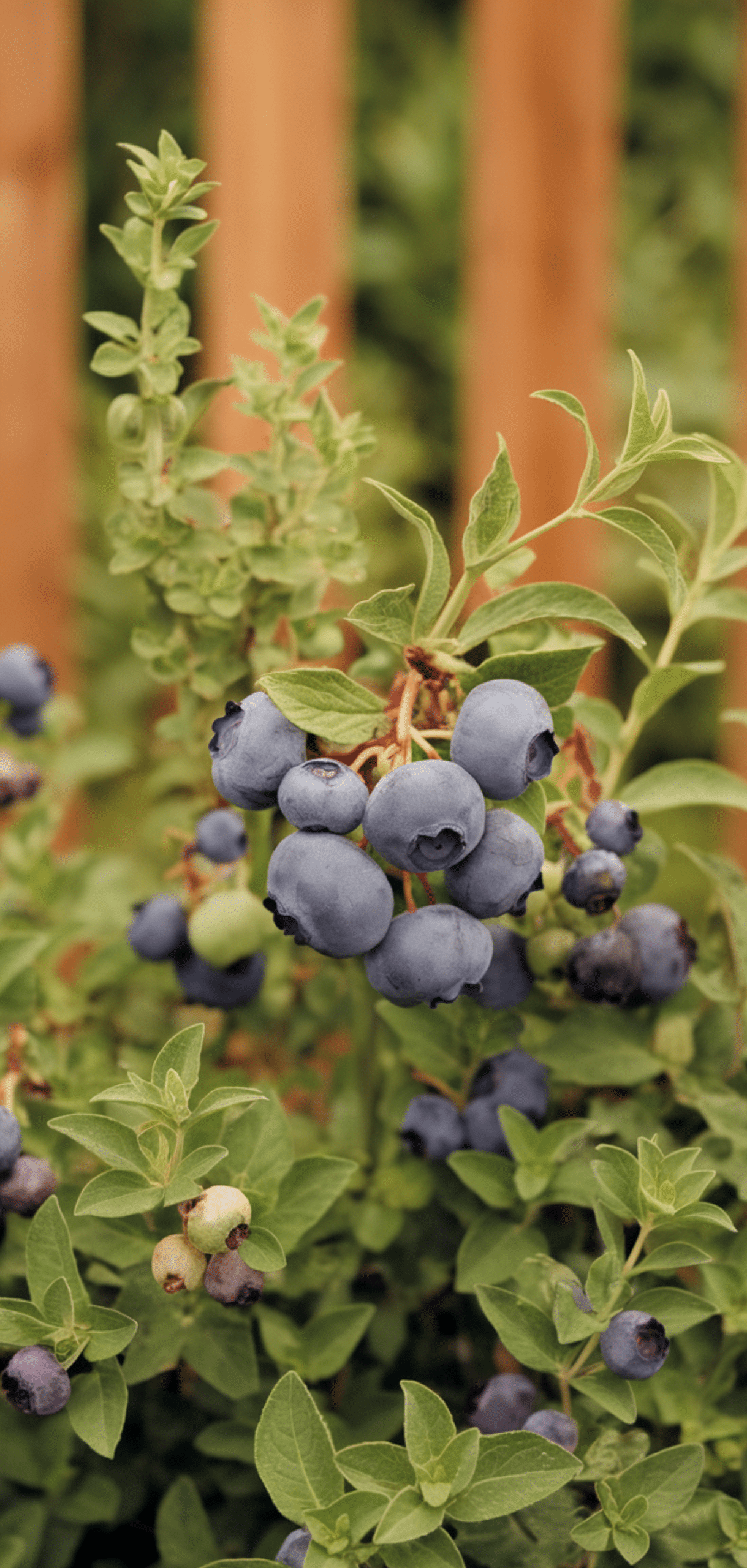Best Blueberry Companion Plants