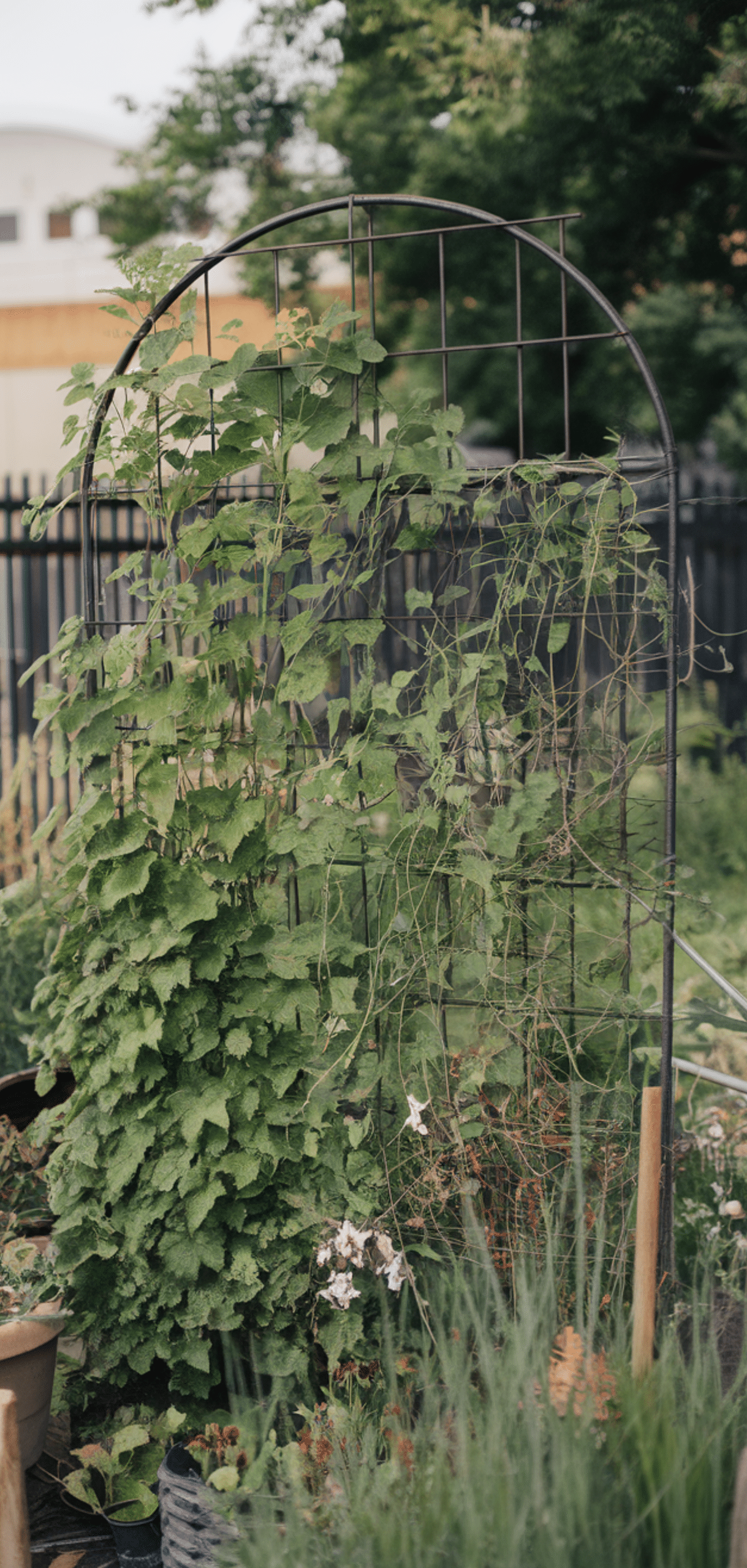 Brilliant Recycled Garden Trellis Ideas