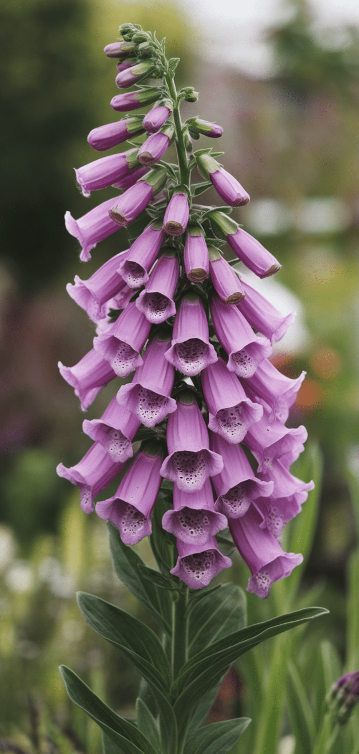 Easy Cottage Garden Flowers Ideas