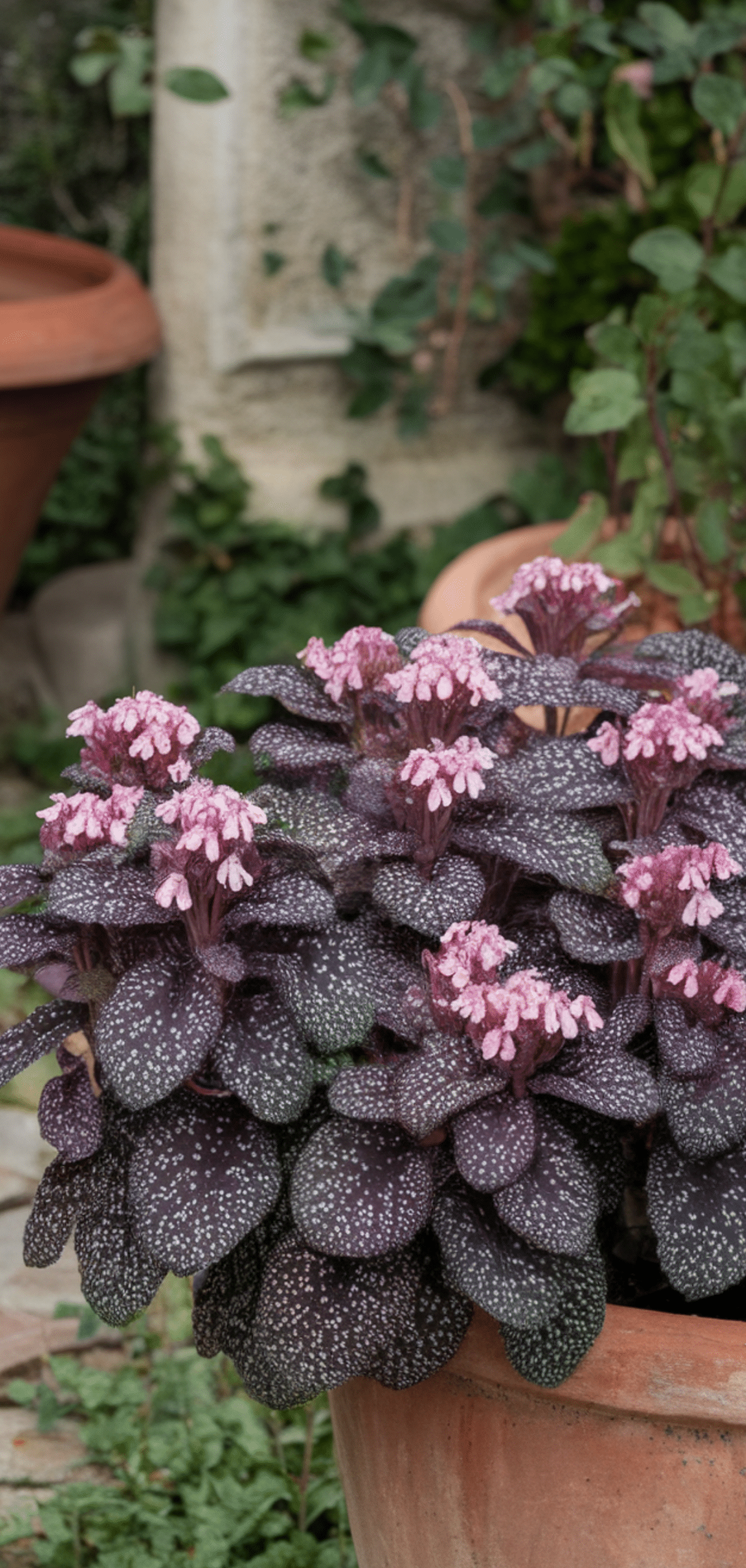 Perfect Shade Perennials for a Lush
