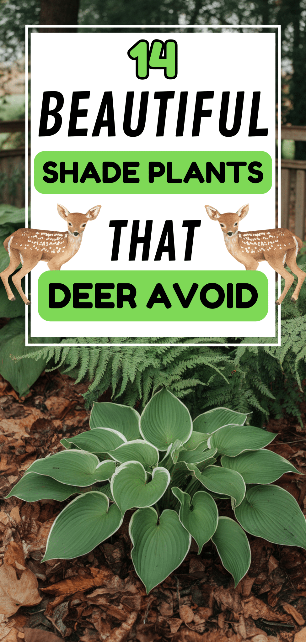14 Beautiful Shade Plants That Deer Avoid - The Mega Mom