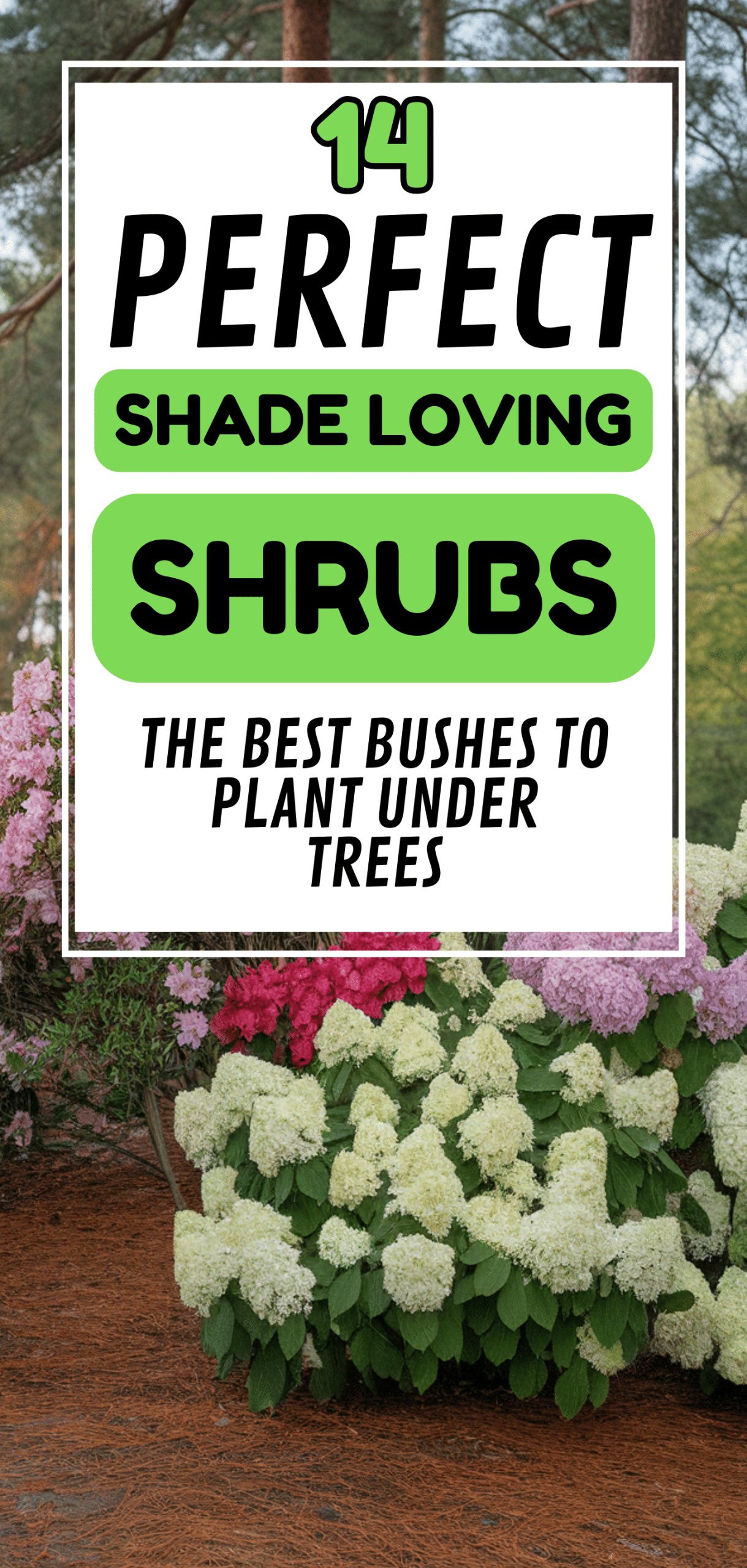 Shade Loving Shrubs: The Best Bushes to Plant Under Trees