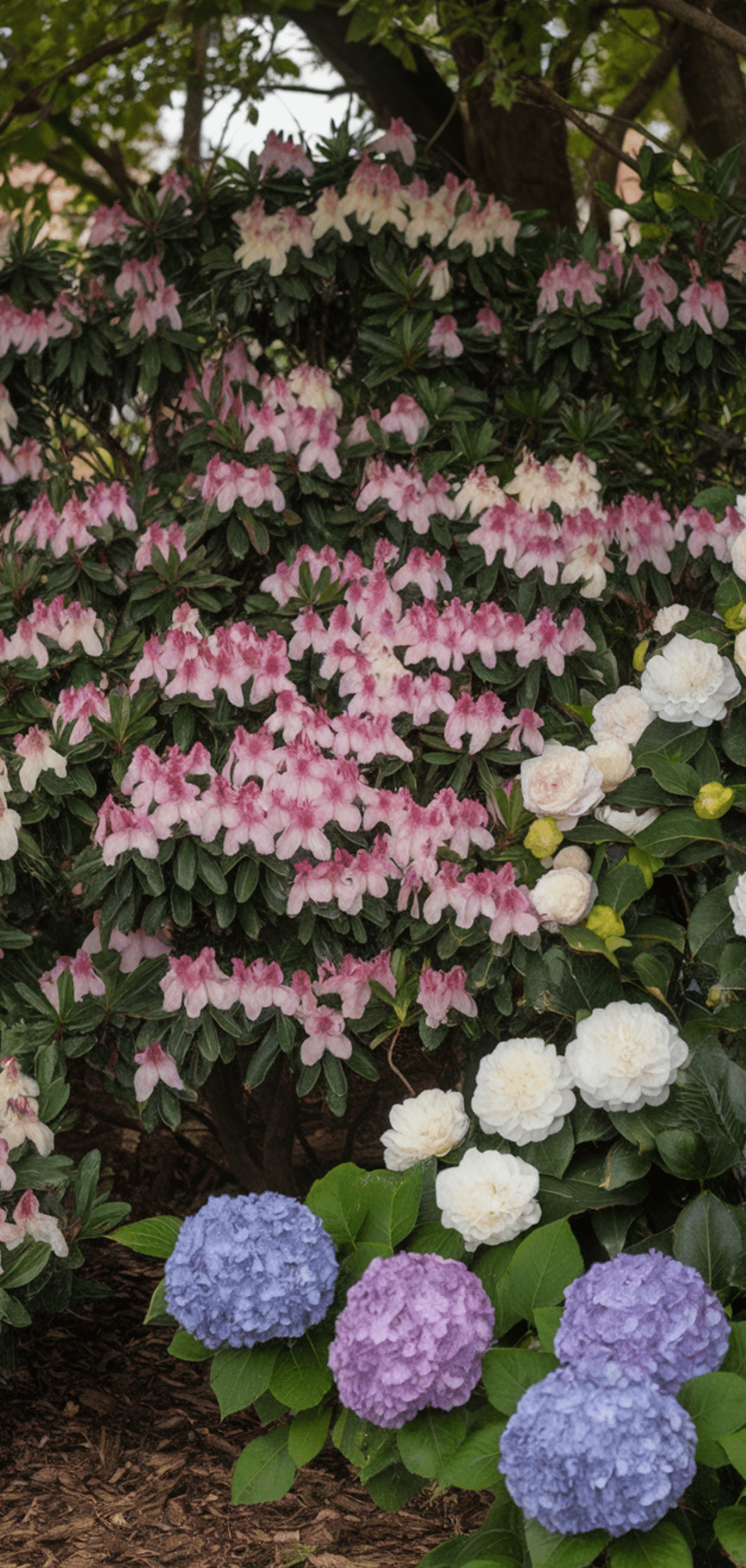 Shade Loving Shrubs: The Best Bushes to Plant Under Trees