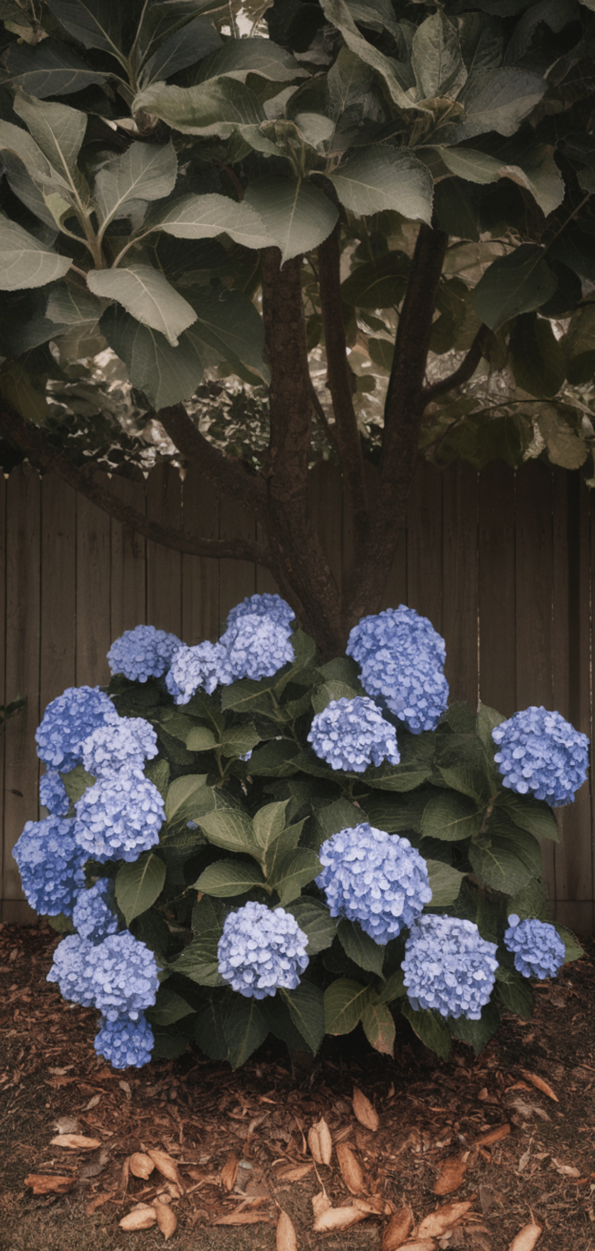 Shade Loving Shrubs: The Best Bushes to Plant Under Trees