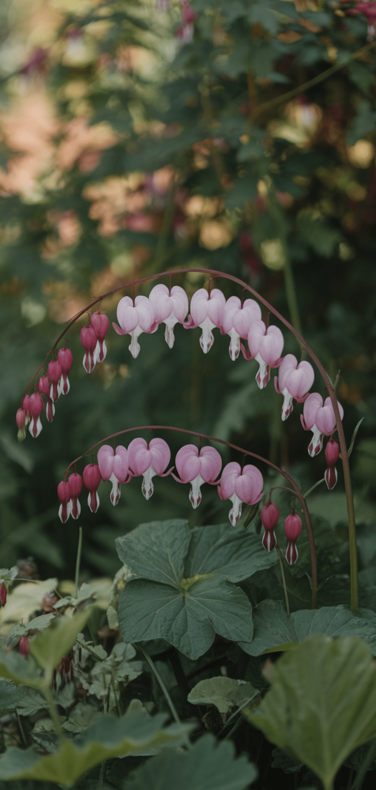 Beautiful Shade Plants That Deer Avoid