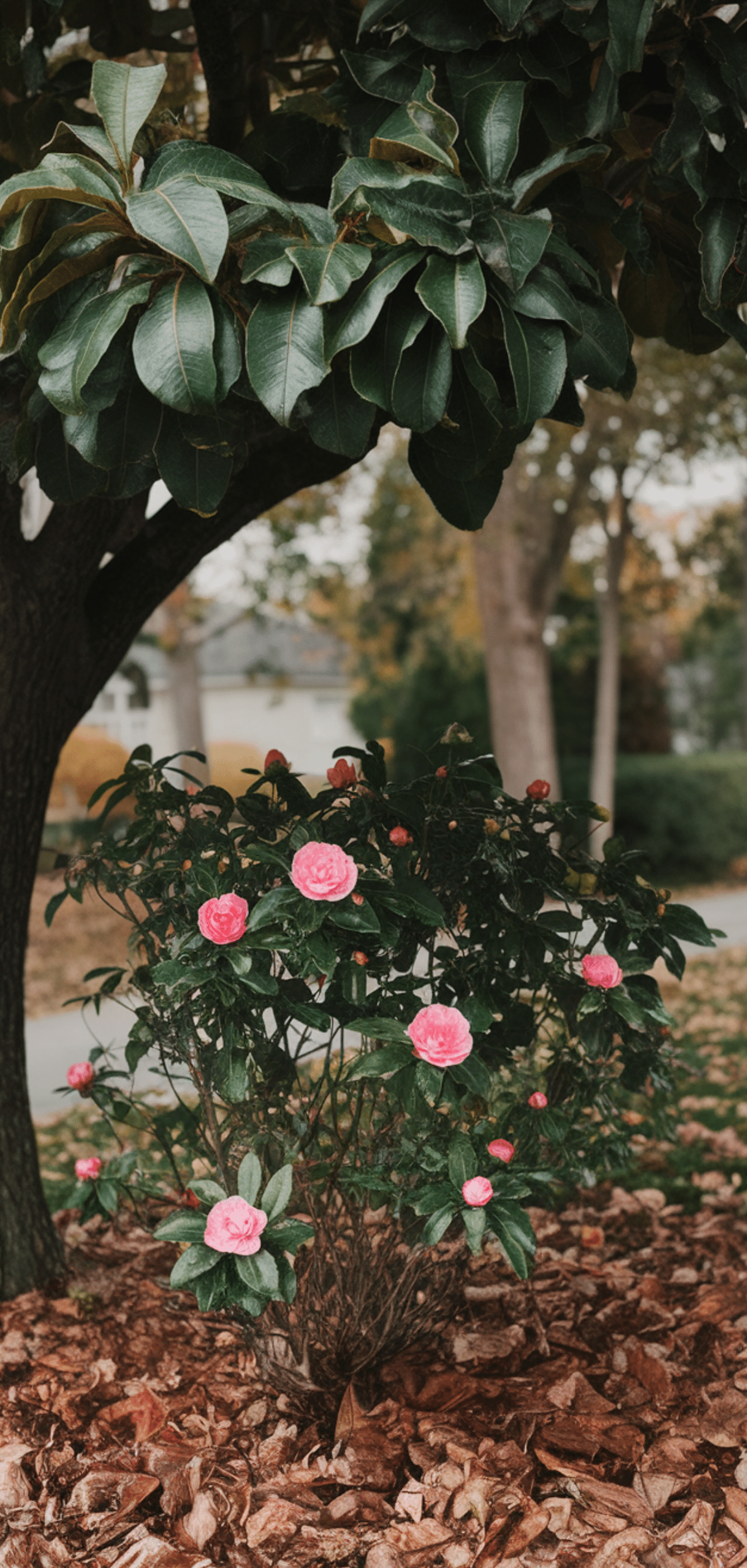 Shade Loving Shrubs: The Best Bushes to Plant Under Trees
