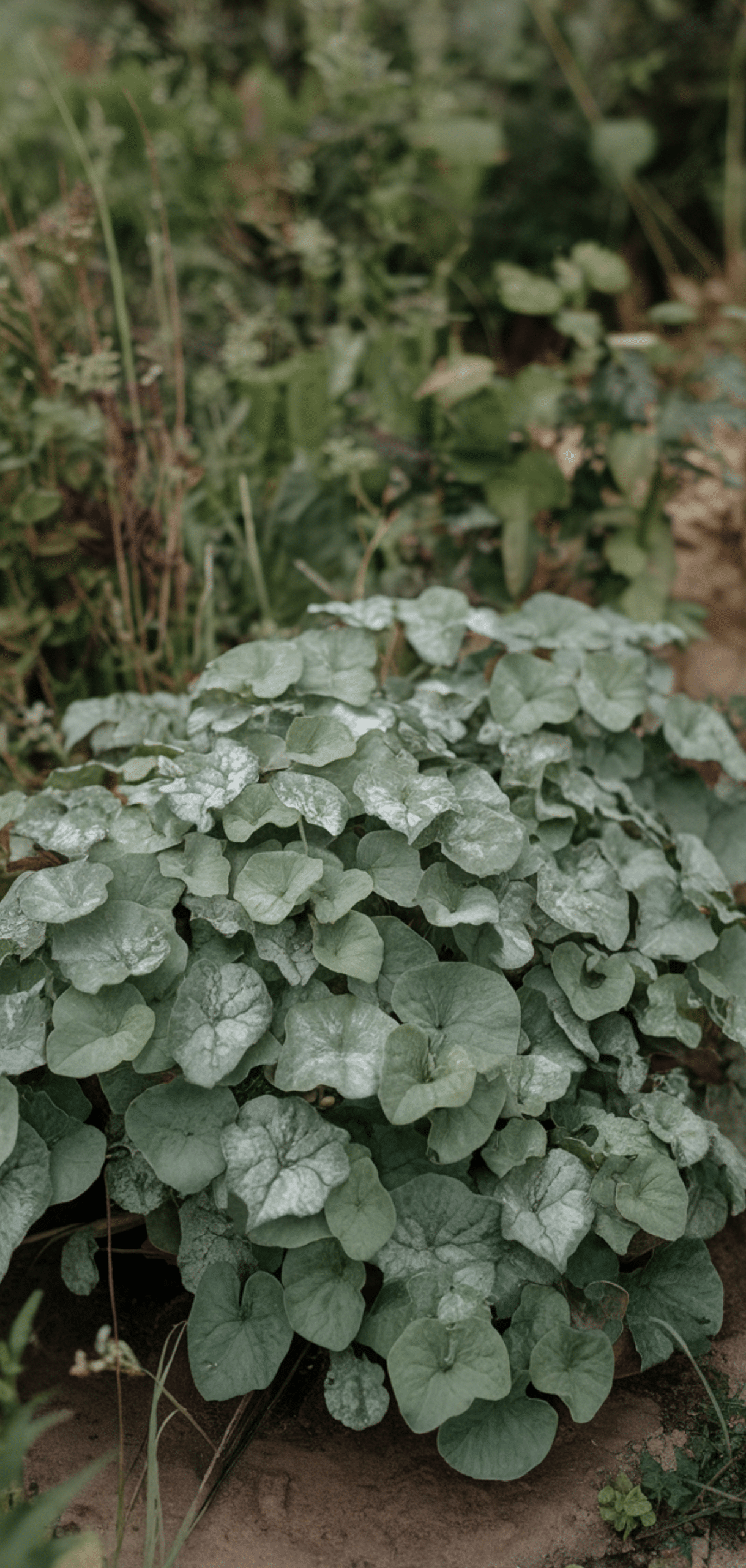 Beautiful Shade Plants That Deer Avoid