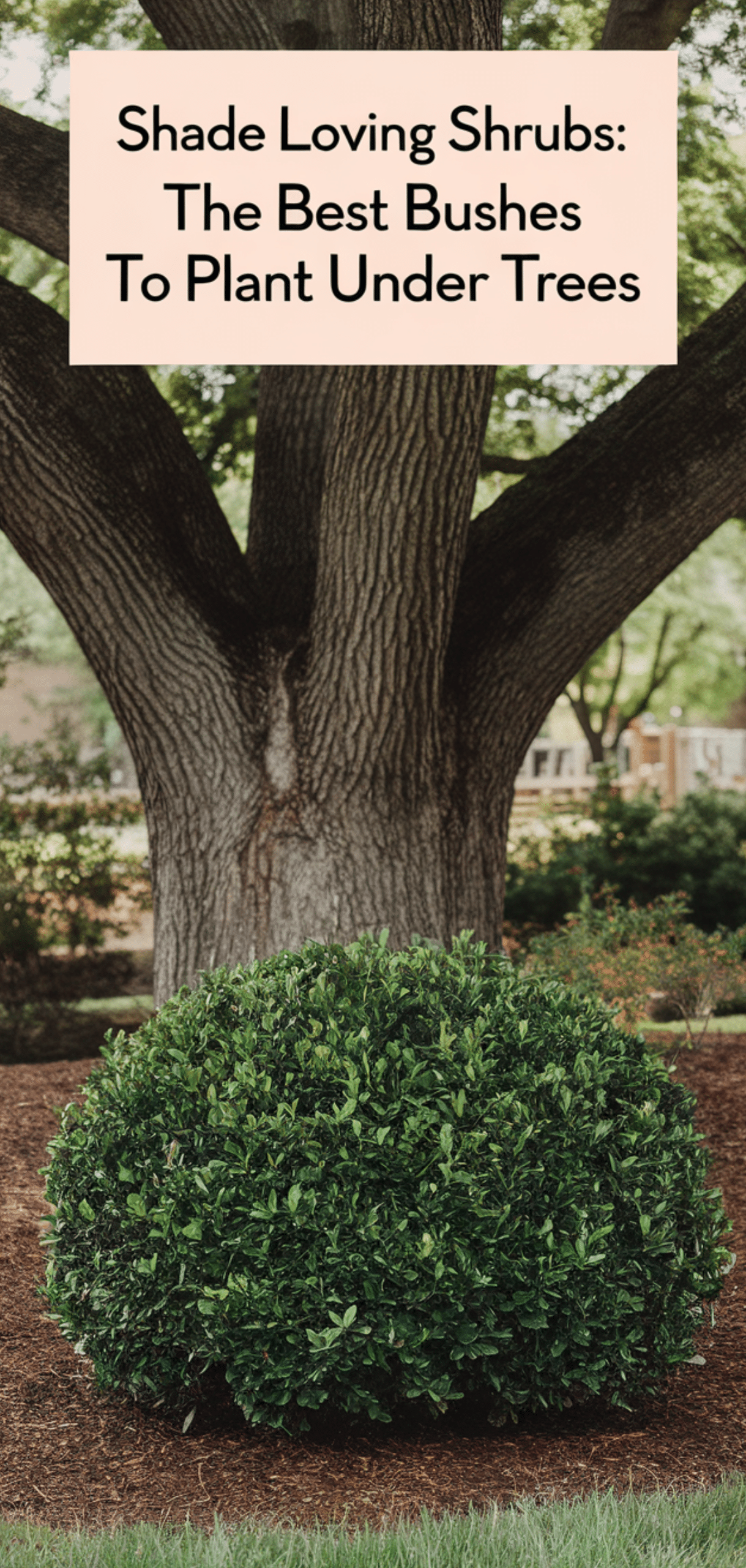 Shade Loving Shrubs: The Best Bushes to Plant Under Trees
