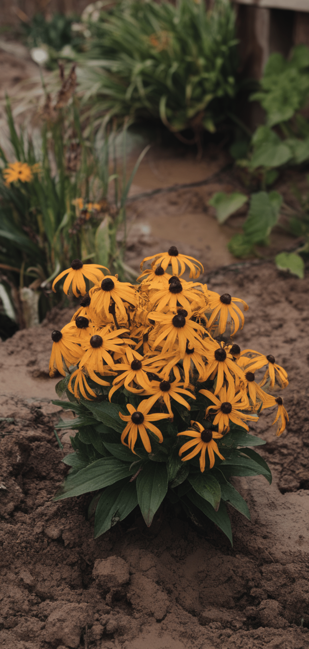 Best Plants for Clay Soil With Poor Drainage