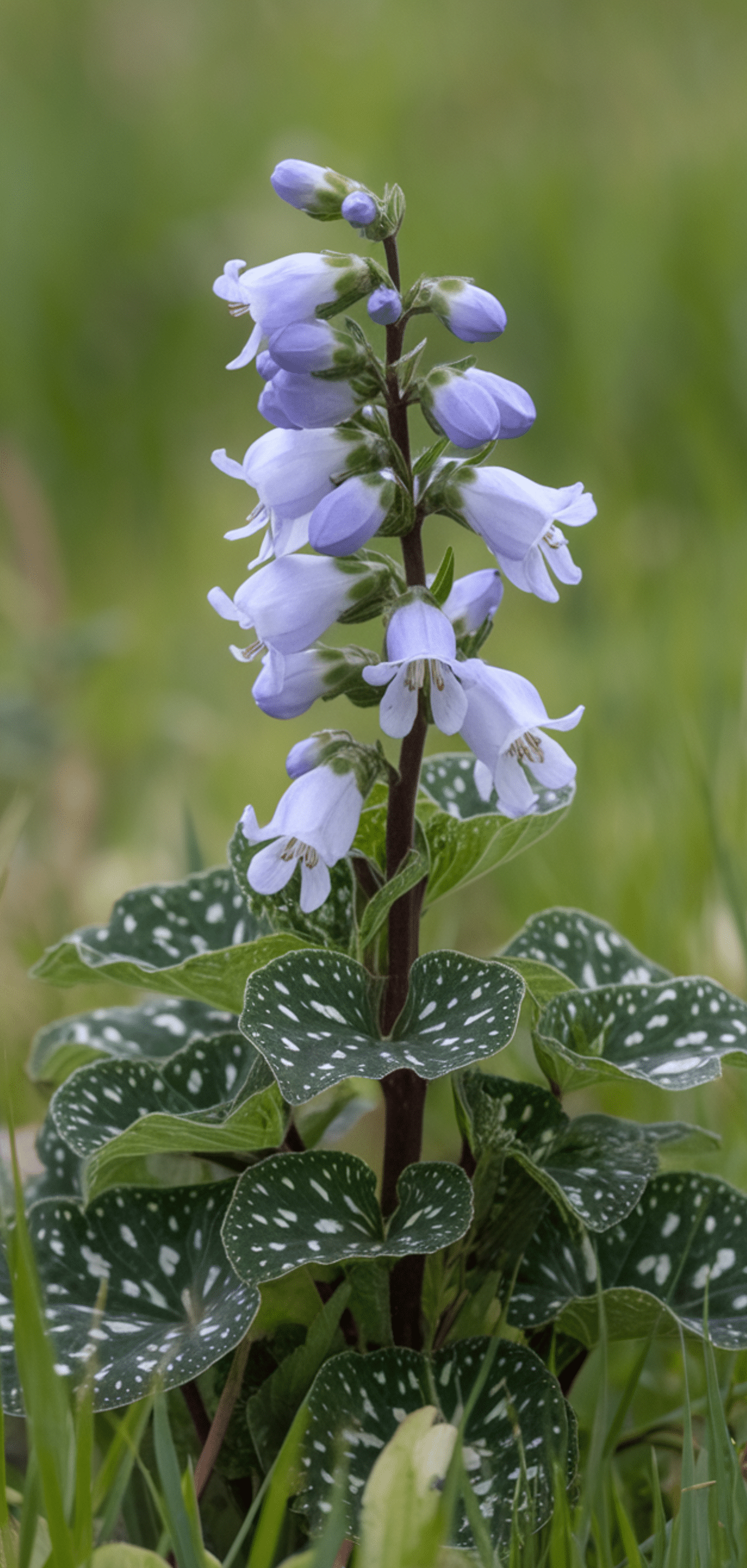 Beautiful Shade Plants That Deer Avoid