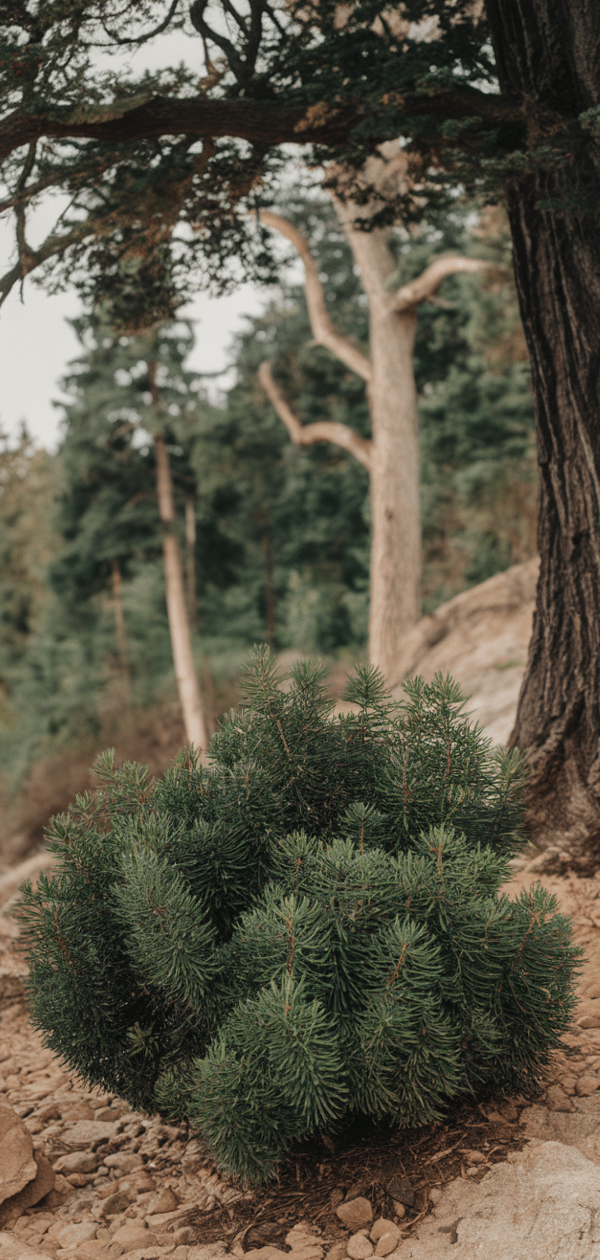 Shade Loving Shrubs: The Best Bushes to Plant Under Trees