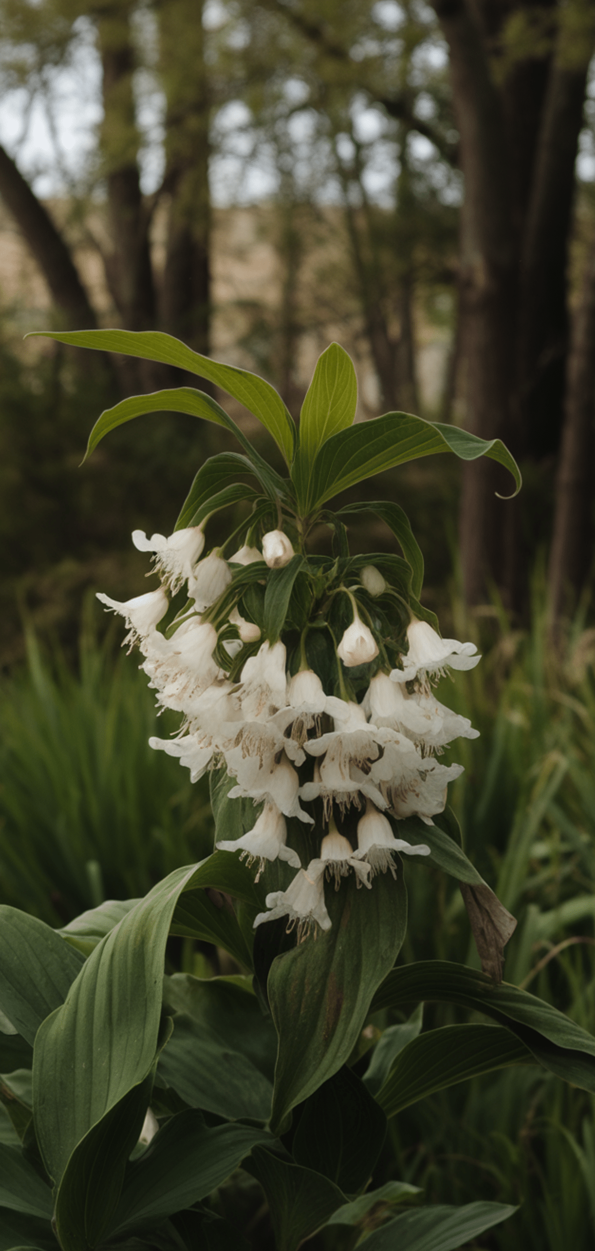 Beautiful Shade Plants That Deer Avoid