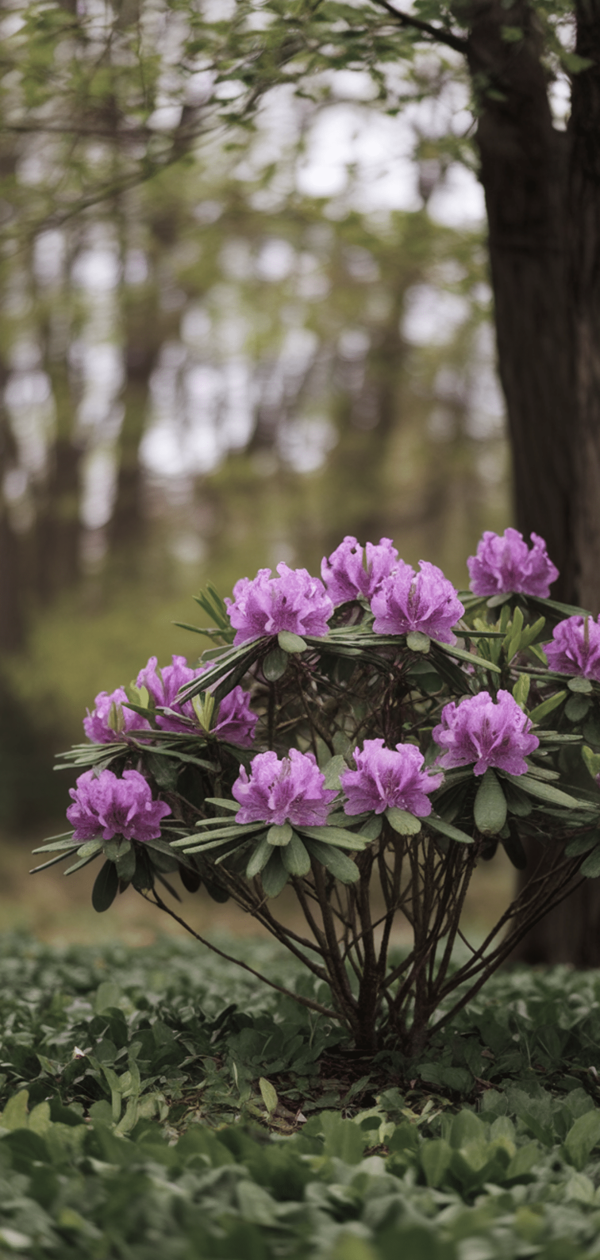 Shade Loving Shrubs: The Best Bushes to Plant Under Trees