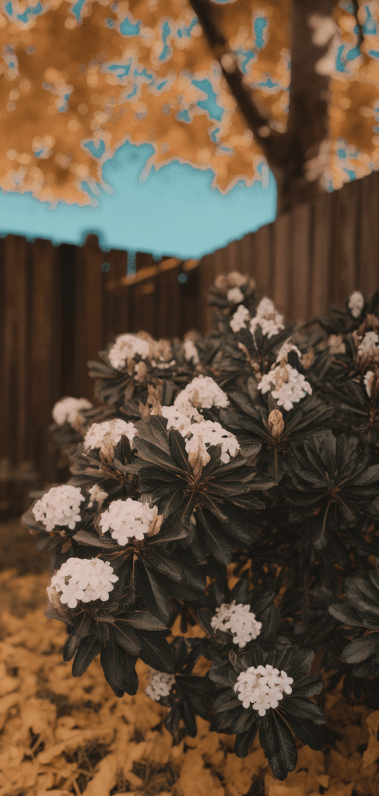 Shade Loving Shrubs: The Best Bushes to Plant Under Trees