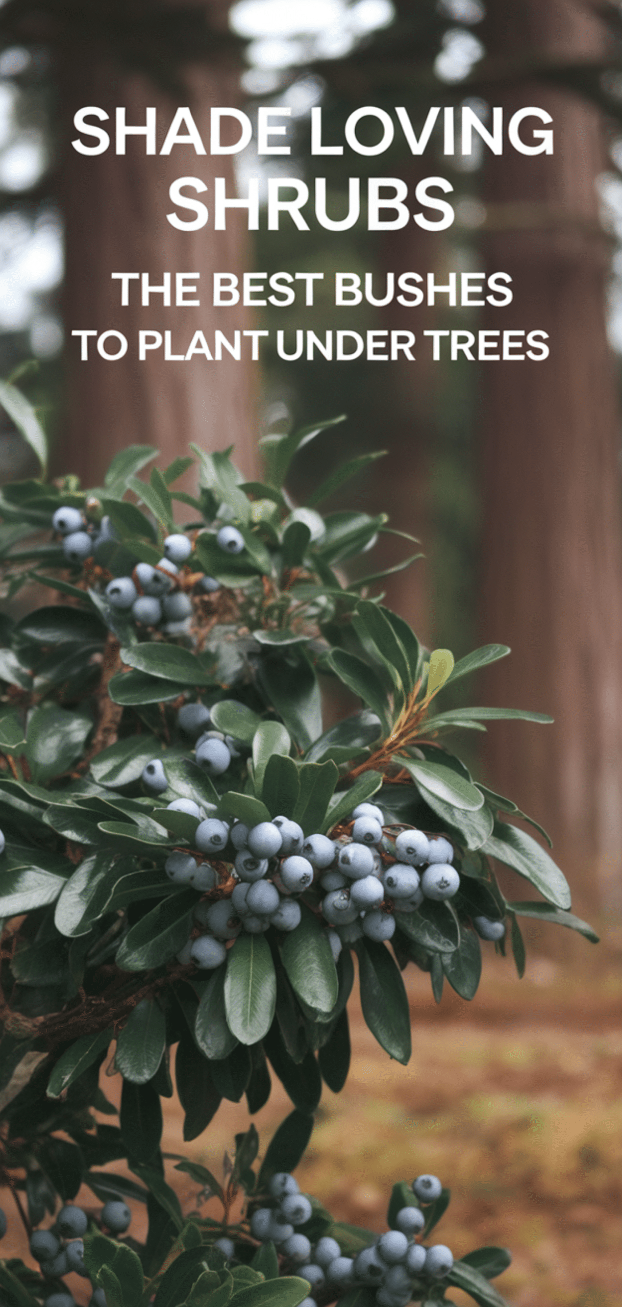 Shade Loving Shrubs: The Best Bushes to Plant Under Trees