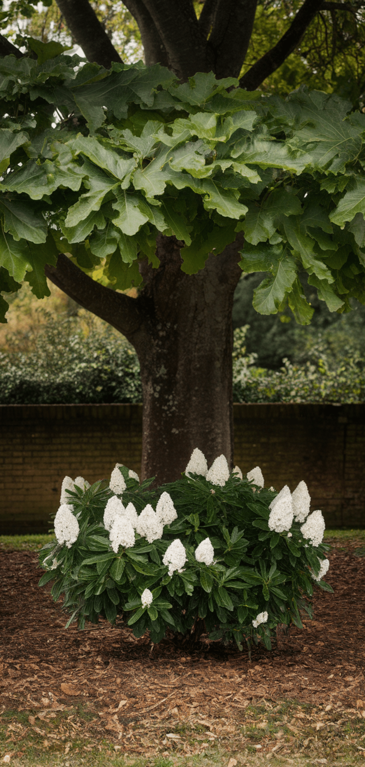 Shade Loving Shrubs: The Best Bushes to Plant Under Trees