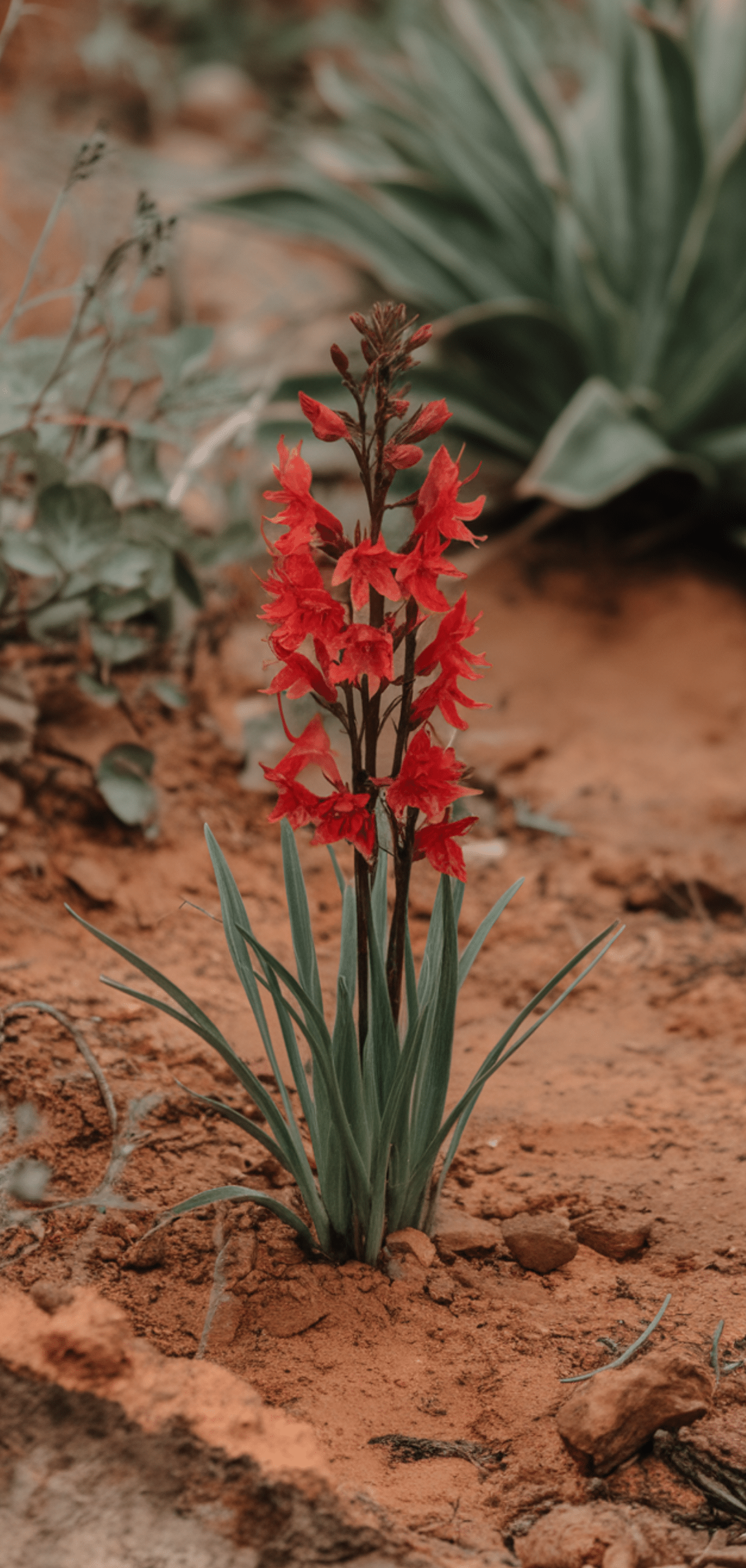 Best Plants for Clay Soil With Poor Drainage