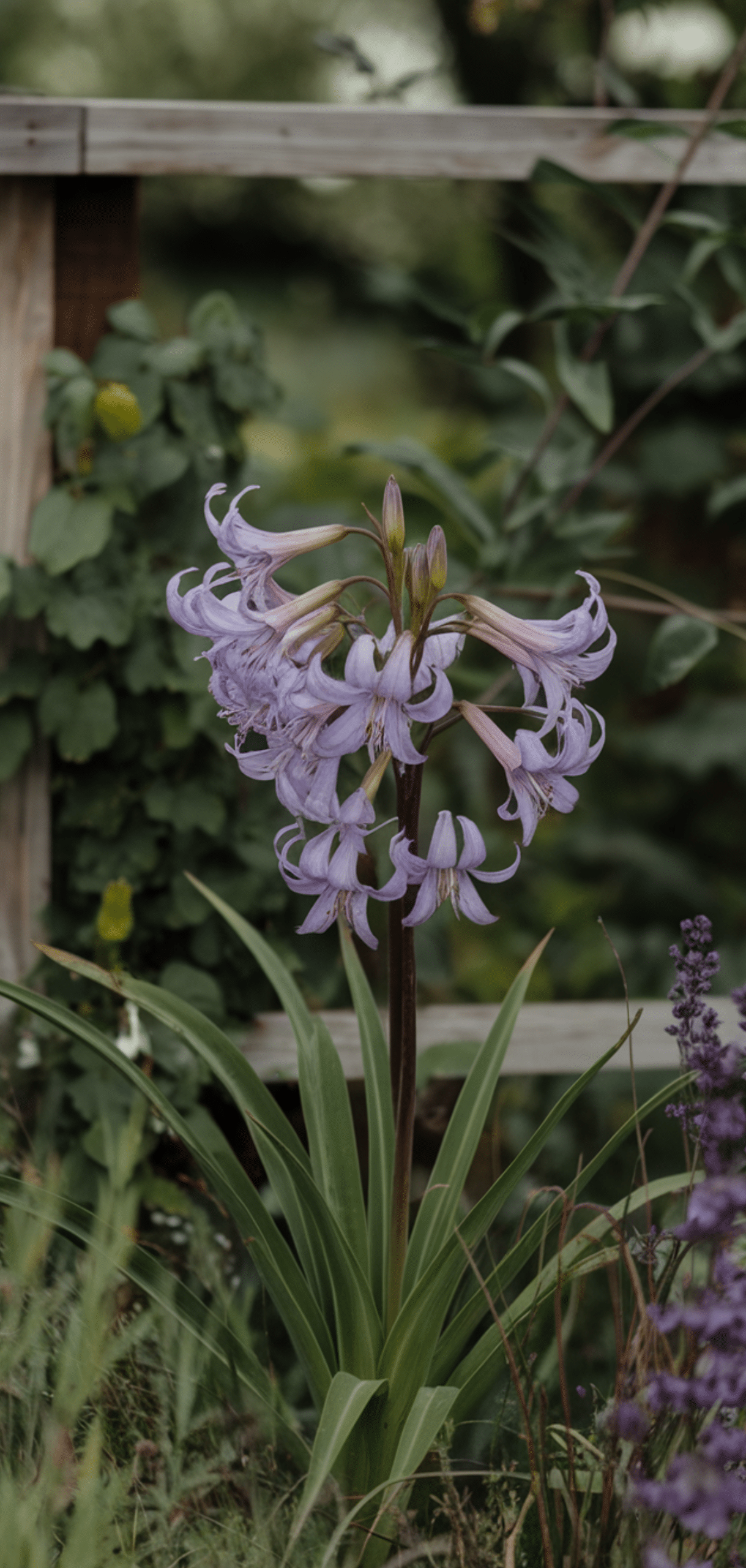Beautiful Shade Plants That Deer Avoid