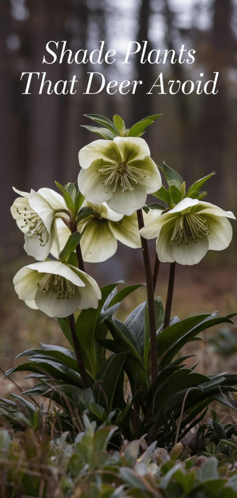 14 Beautiful Shade Plants That Deer Avoid - The Mega Mom