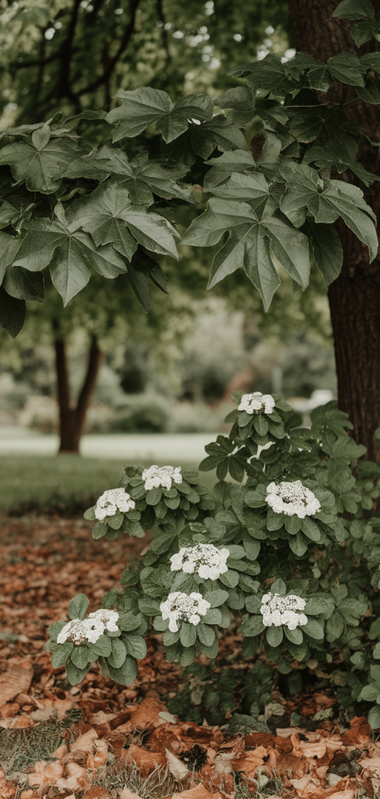Shade Loving Shrubs: The Best Bushes to Plant Under Trees