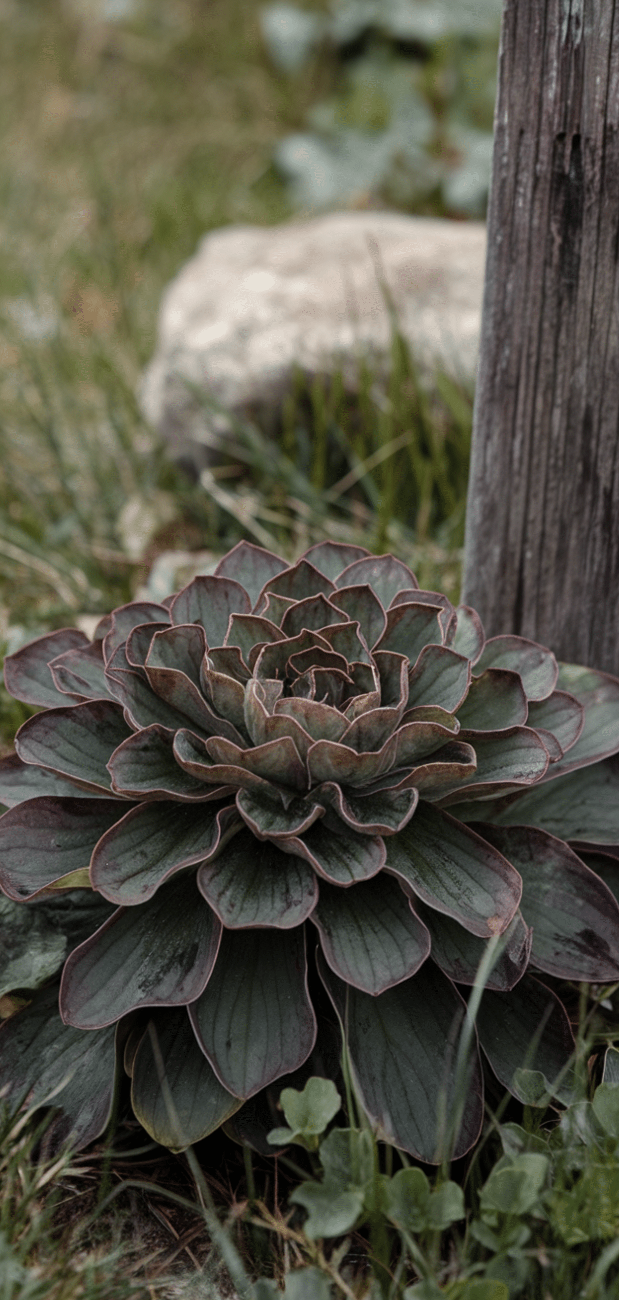 Beautiful Shade Plants That Deer Avoid