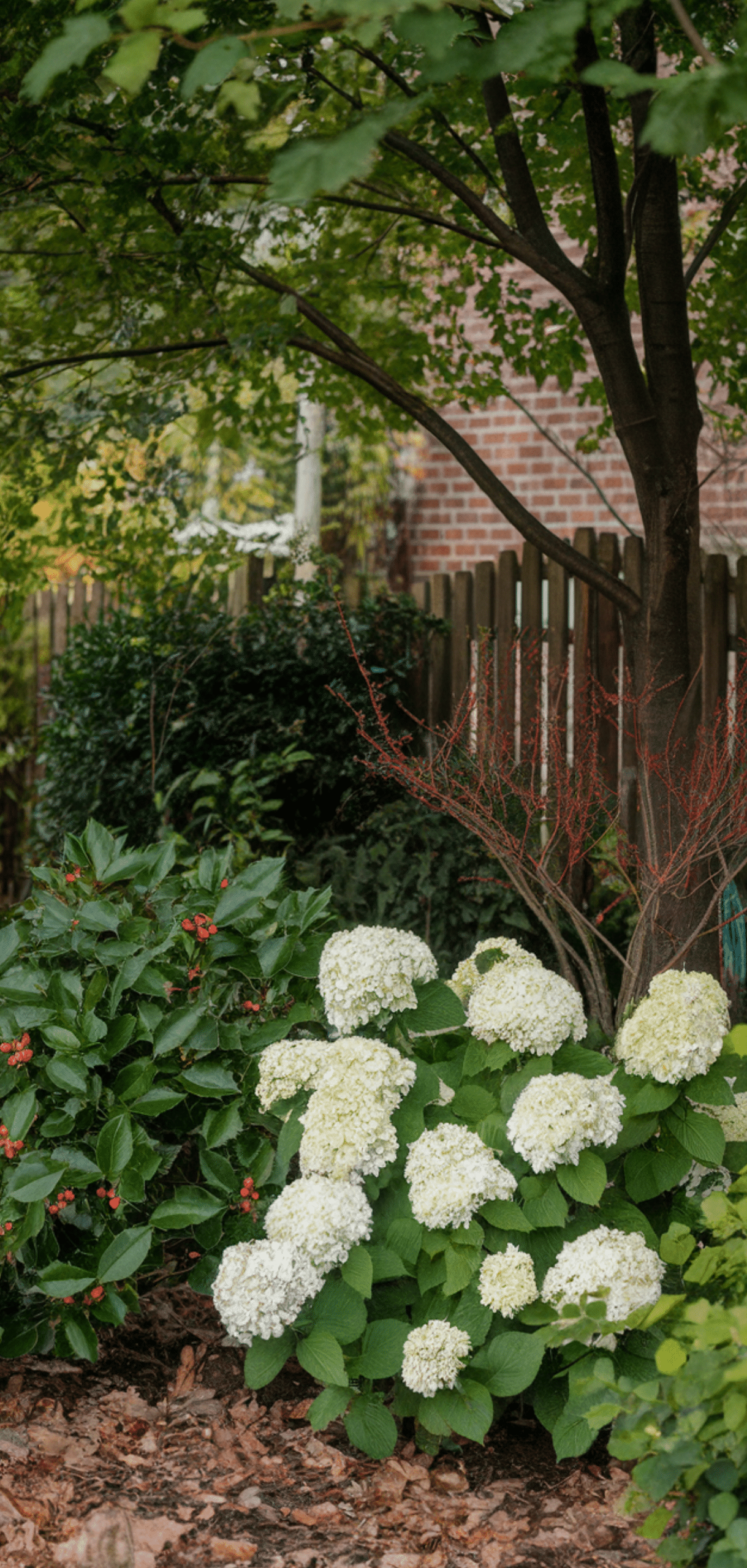Shade Loving Shrubs: The Best Bushes to Plant Under Trees