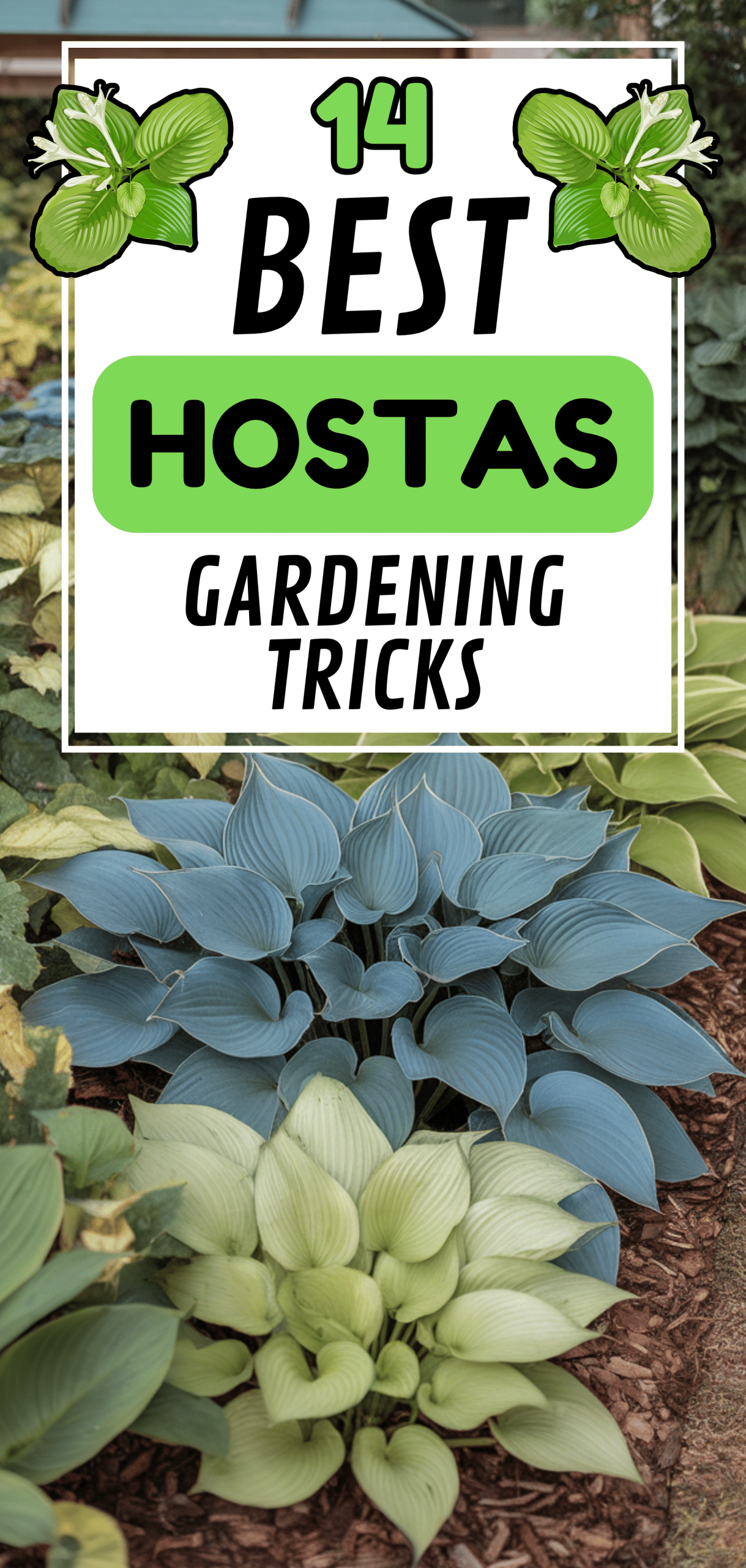 Best Hostas Gardening Tricks