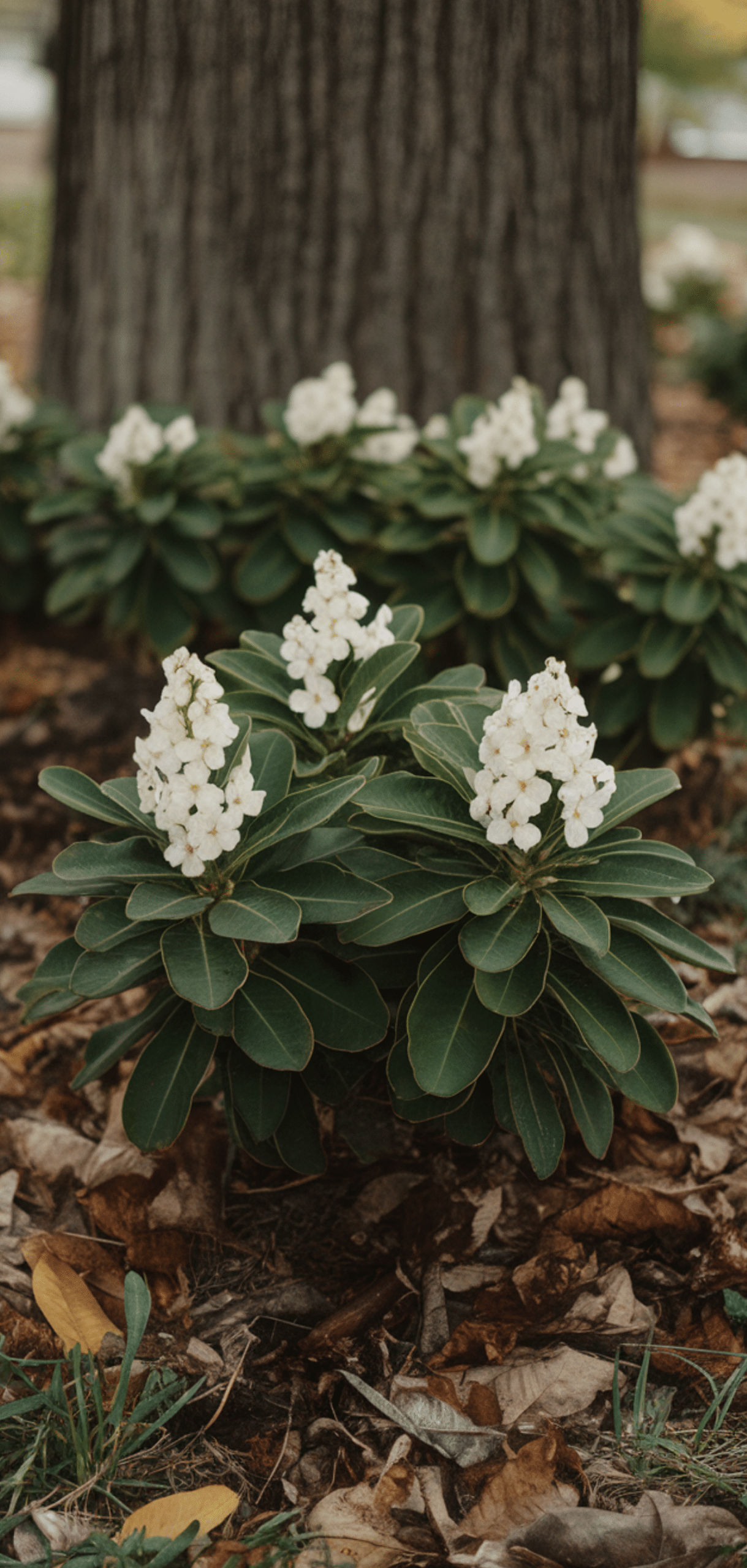 Shade Loving Shrubs: The Best Bushes to Plant Under Trees