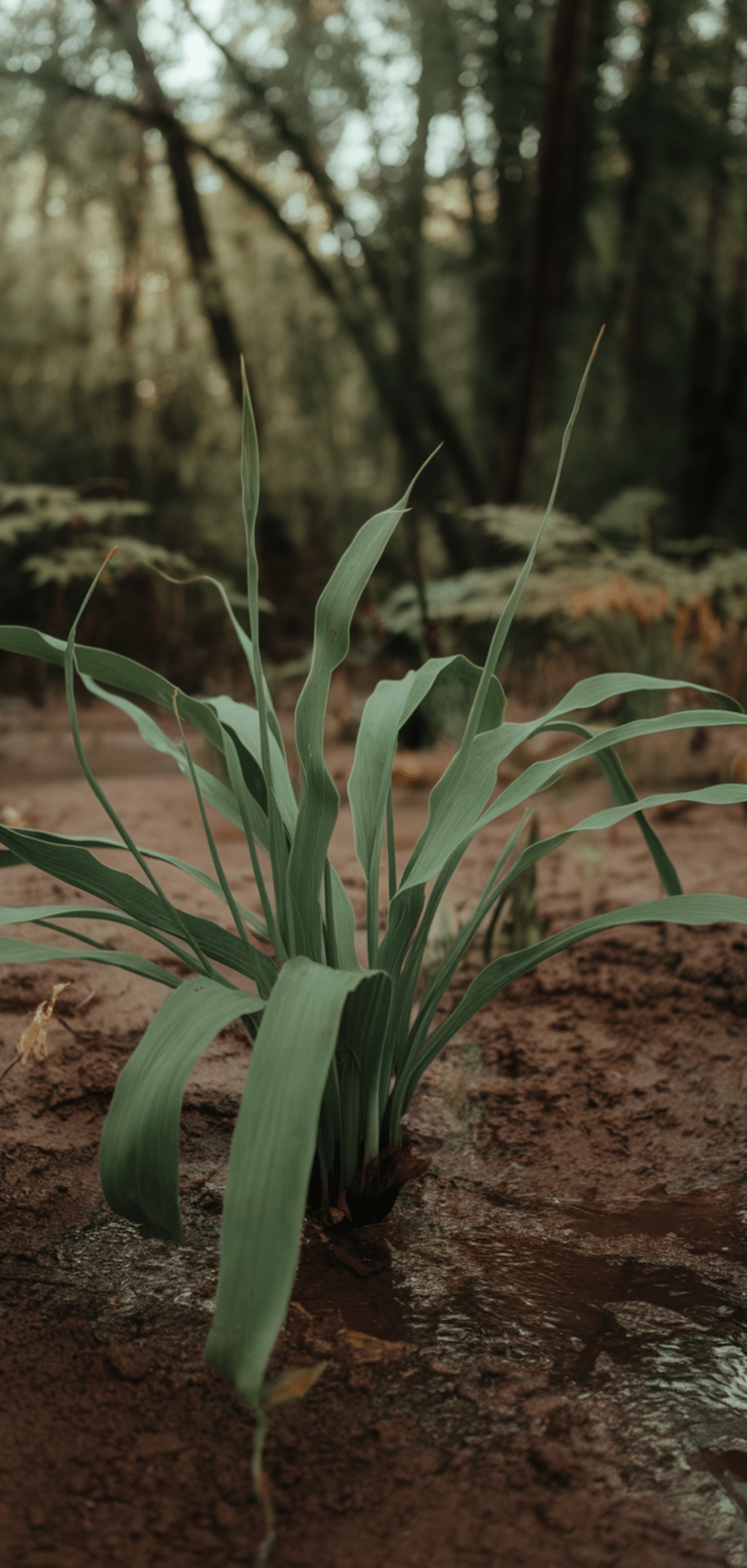 Best Plants for Clay Soil With Poor Drainage