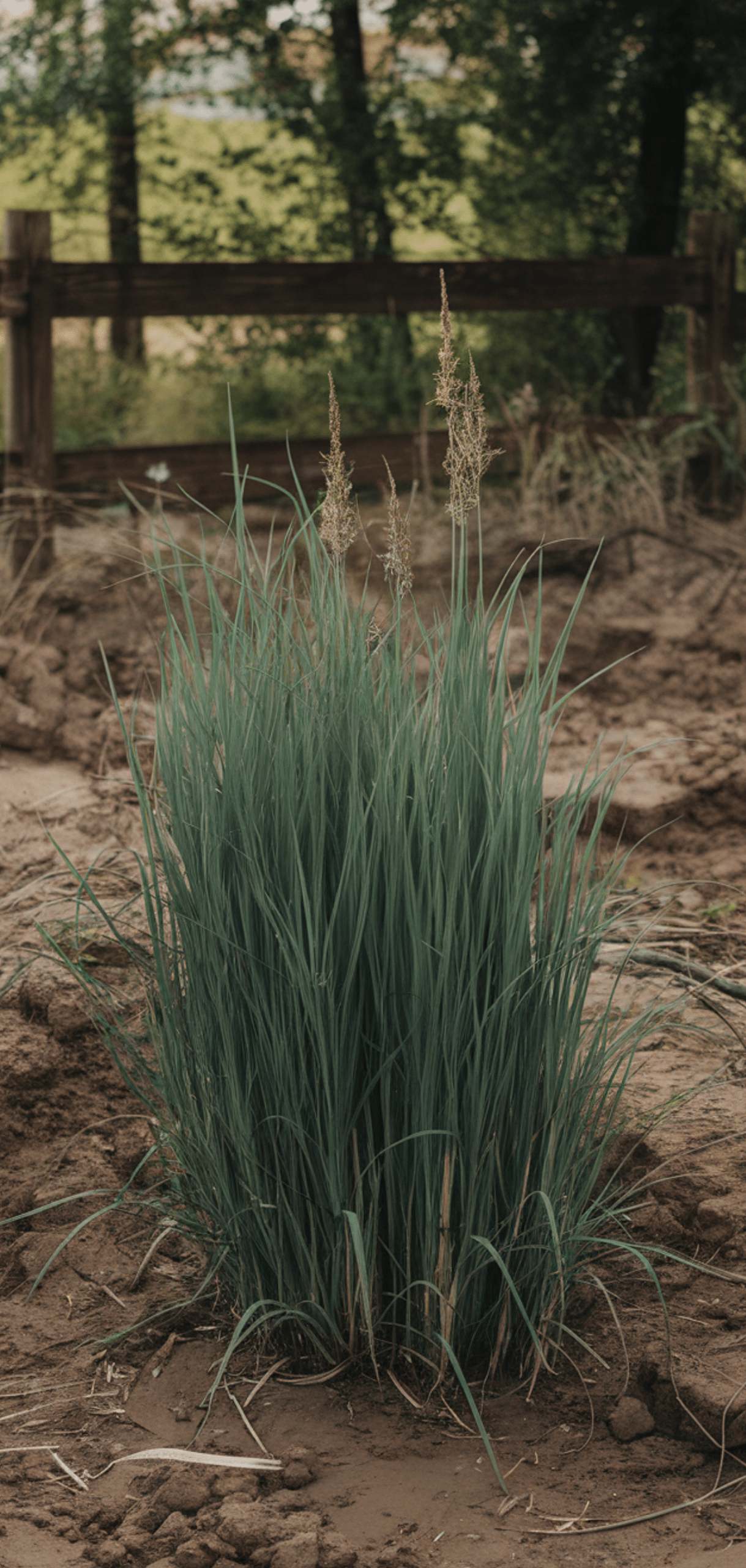 Best Plants for Clay Soil With Poor Drainage
