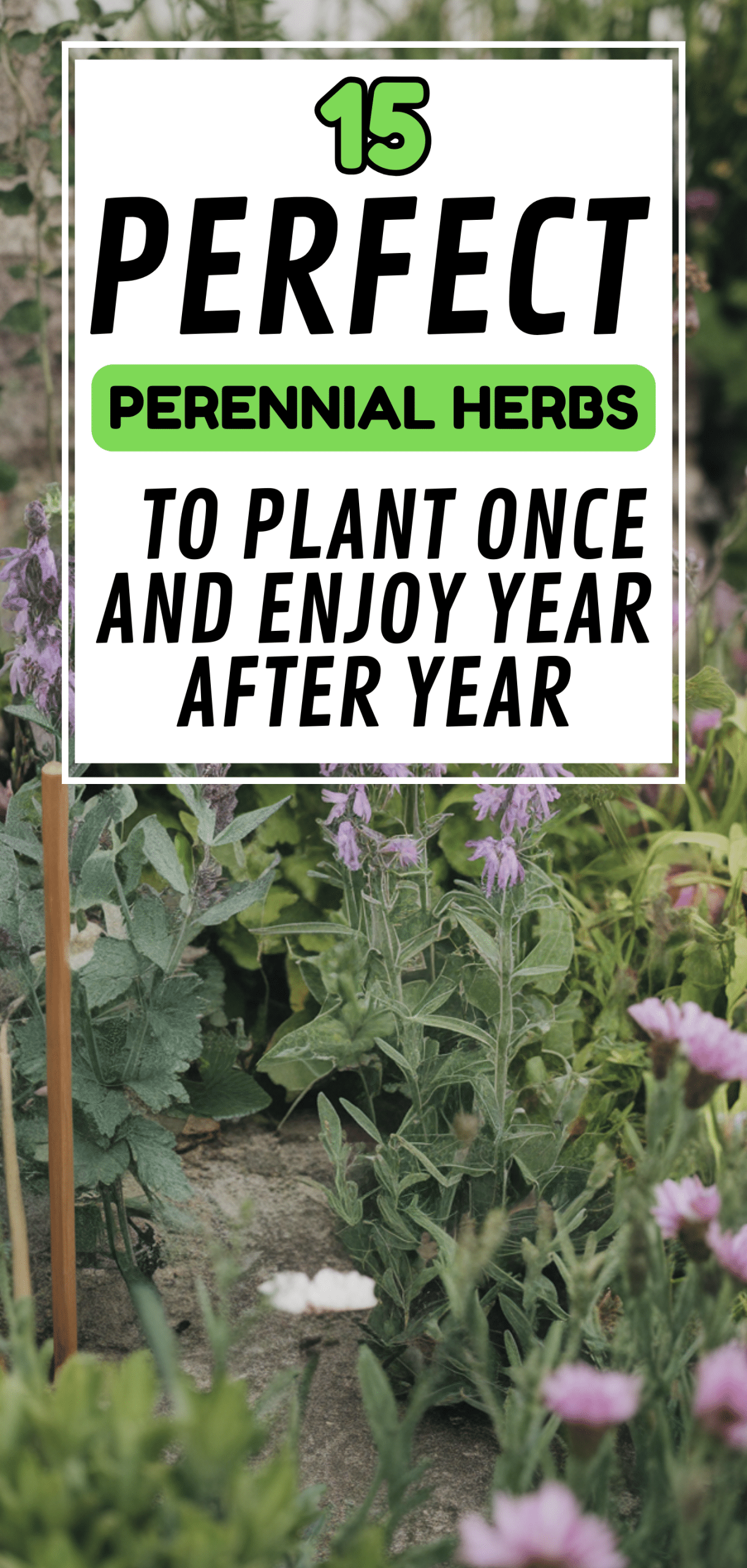 Perfect Perennial Herbs to Plant Once and Enjoy Year after Year