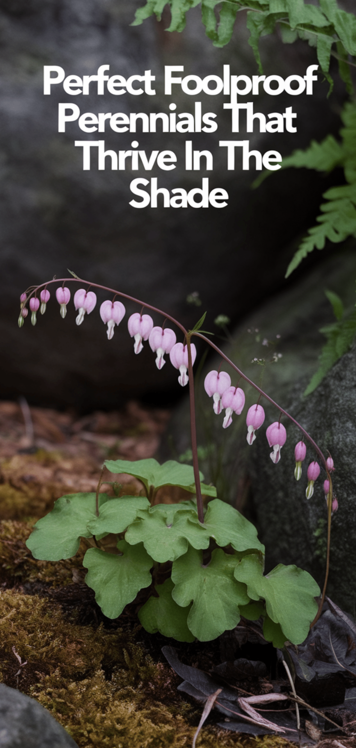 Perfect Foolproof Perennials That Thrive in the Shade