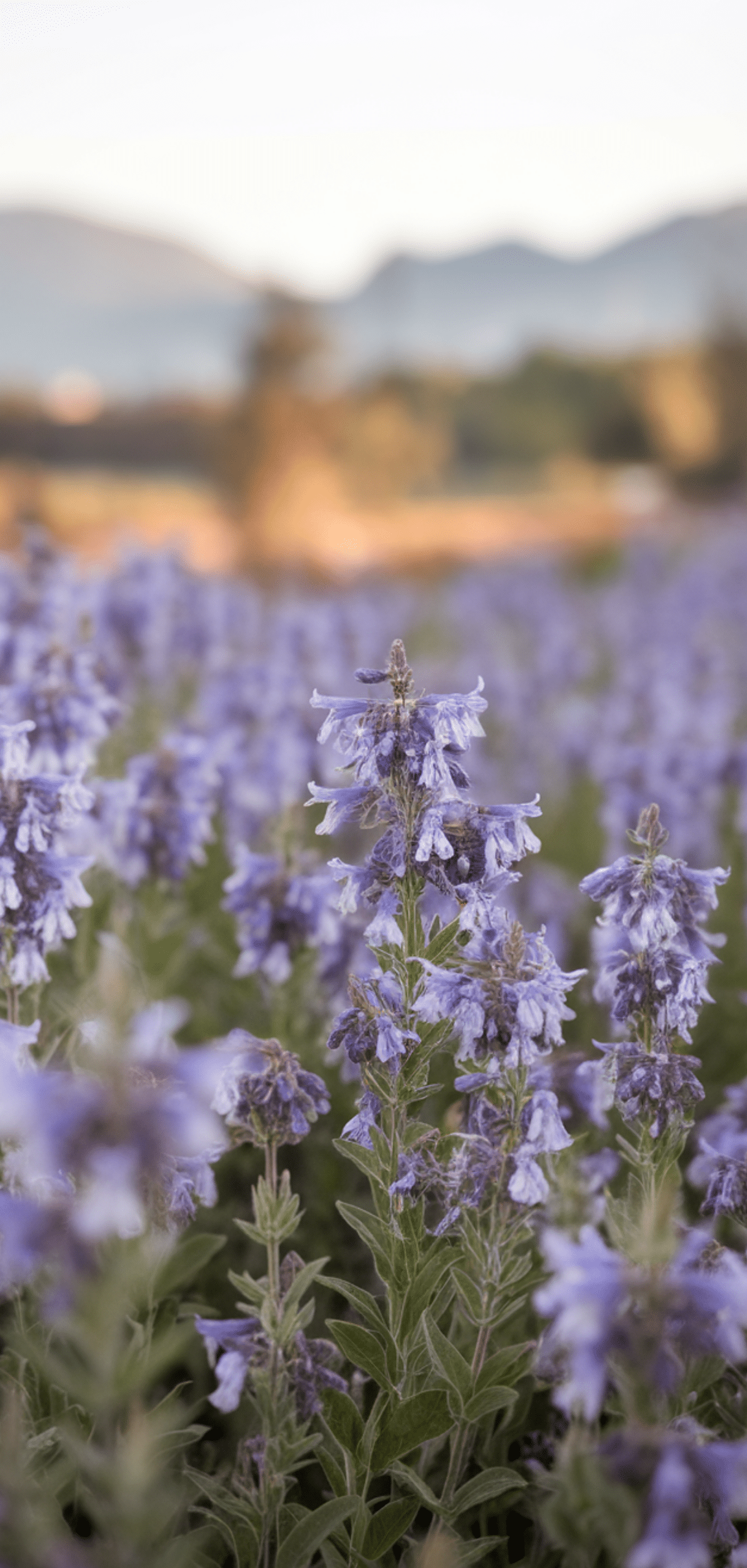Perfect Perennial Herbs to Plant Once and Enjoy Year after Year