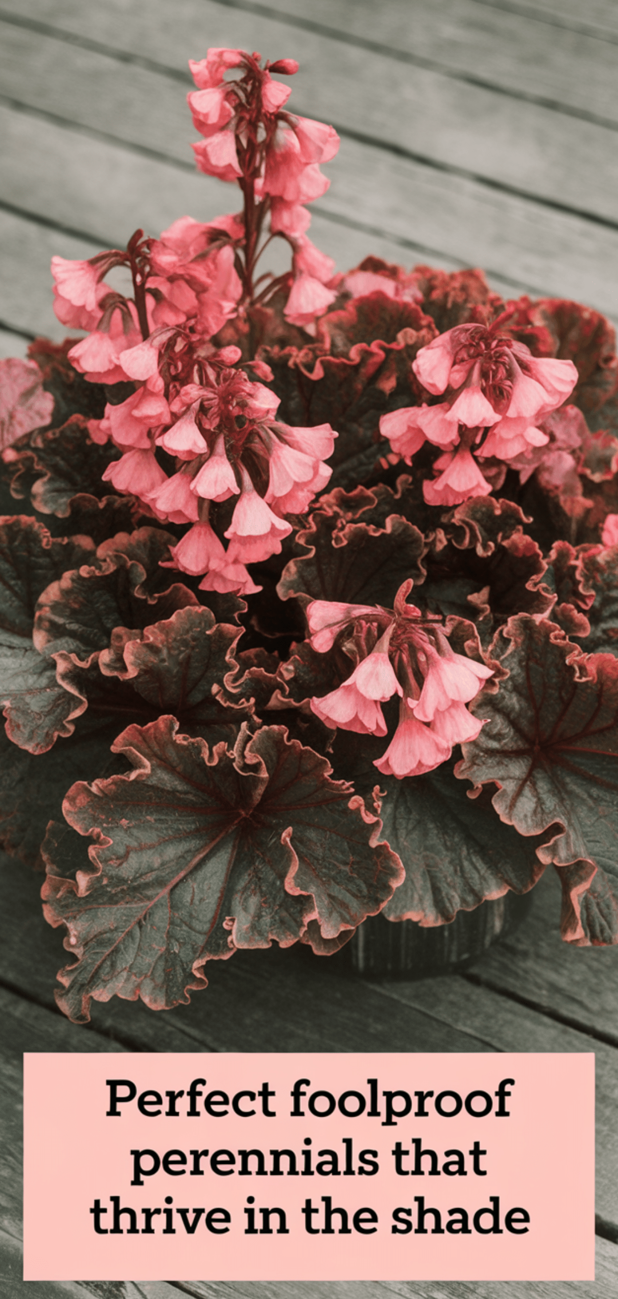 Perfect Foolproof Perennials That Thrive in the Shade