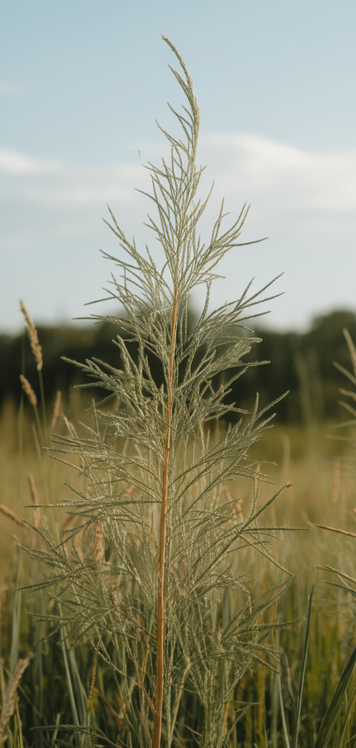 Perfect Perennial Herbs to Plant Once and Enjoy Year after Year
