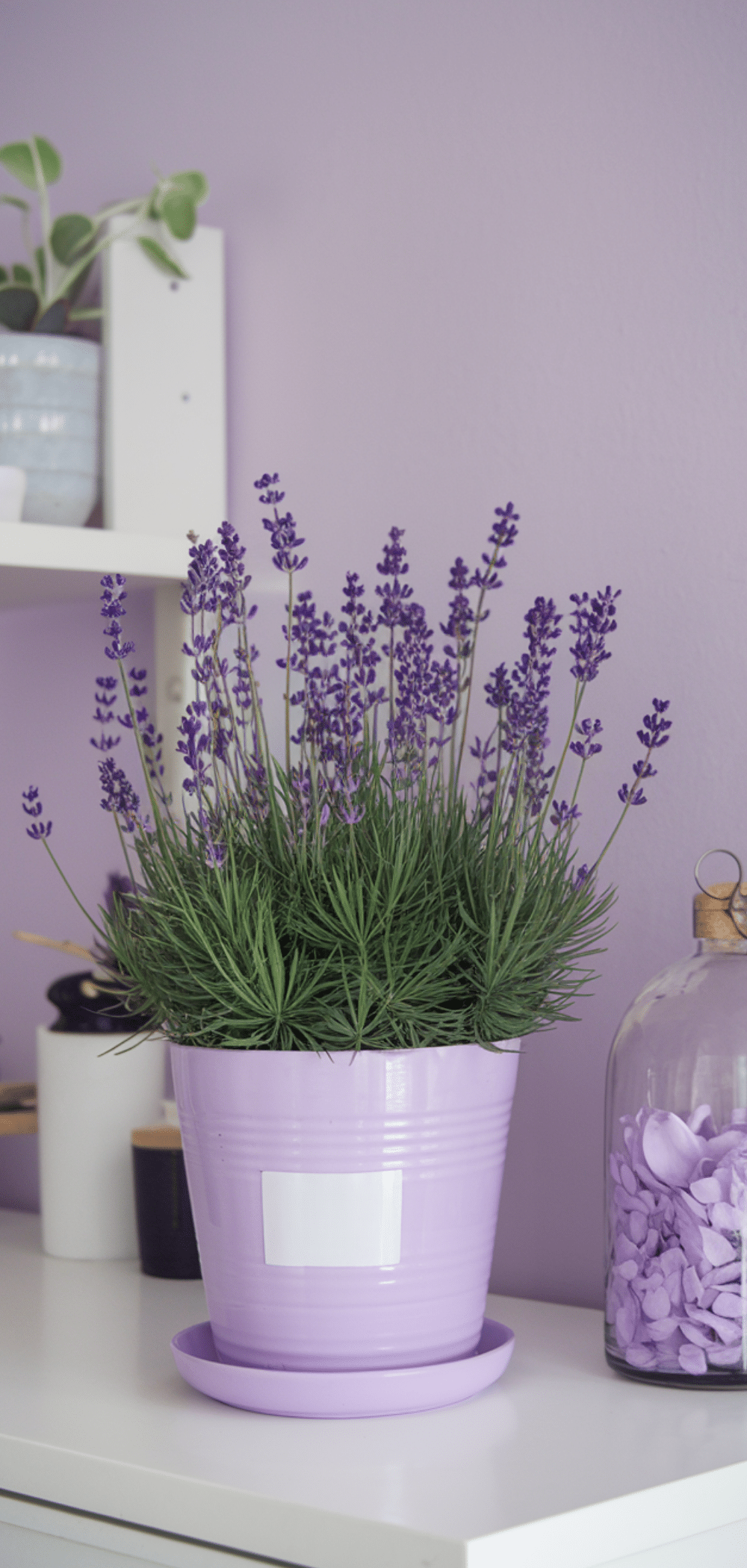 16 Genius Lavender Apartment Inspirations for 2026