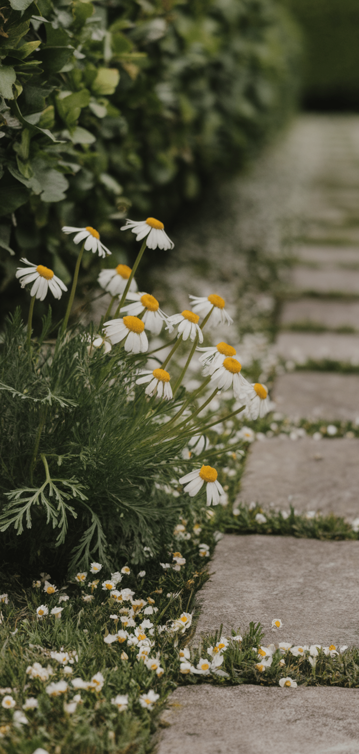 Perfect Perennial Herbs to Plant Once and Enjoy Year after Year