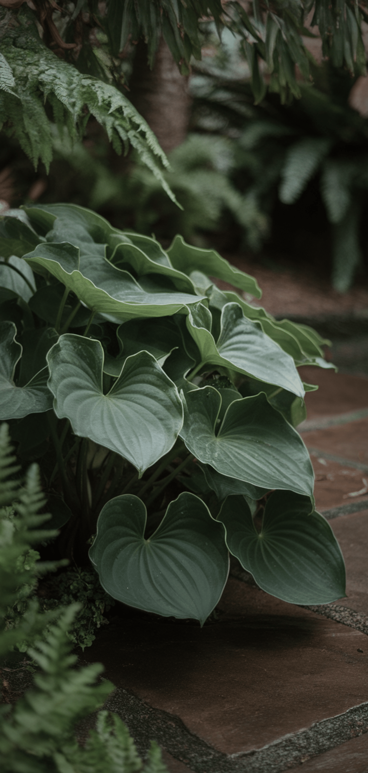 Perfect Foolproof Perennials That Thrive in the Shade