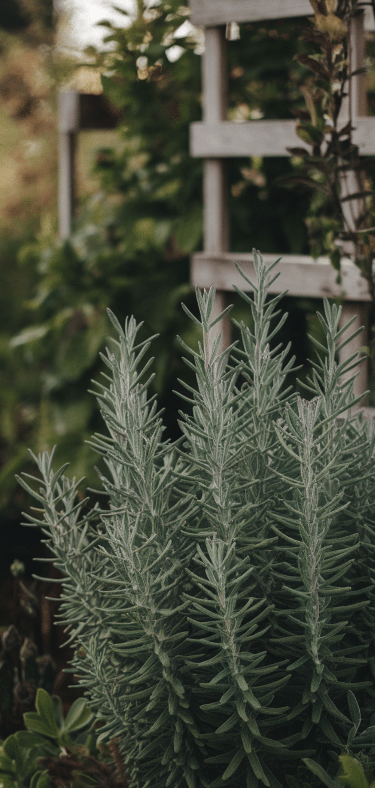 Perfect Perennial Herbs to Plant Once and Enjoy Year after Year