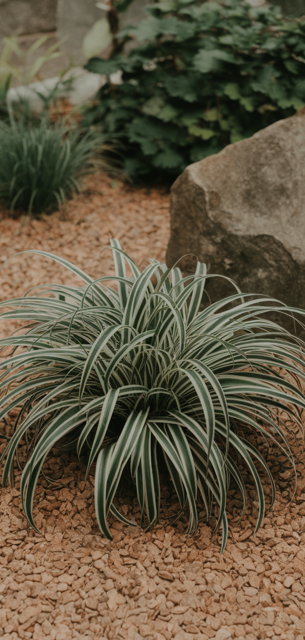 Perfect Foolproof Perennials That Thrive in the Shade