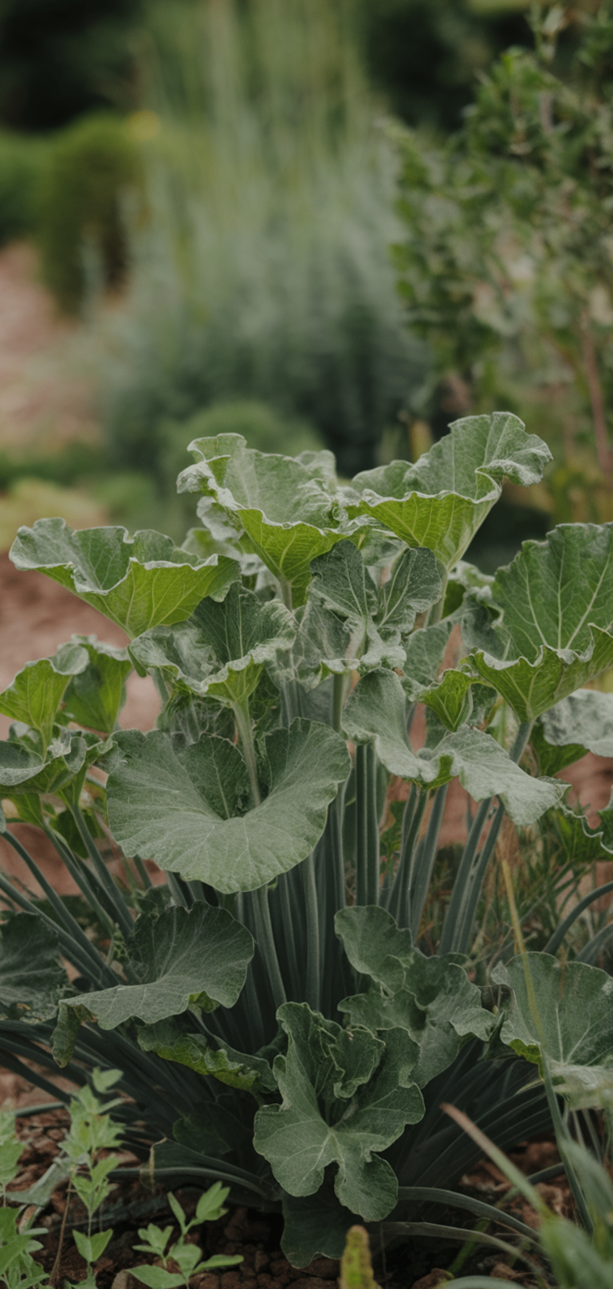 Perfect Perennial Herbs to Plant Once and Enjoy Year after Year