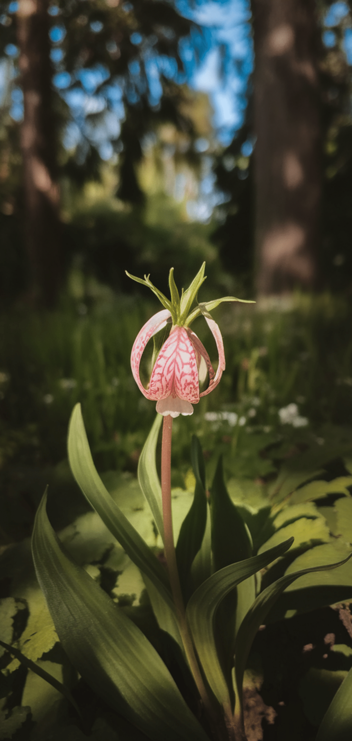 Perfect Foolproof Perennials That Thrive in the Shade