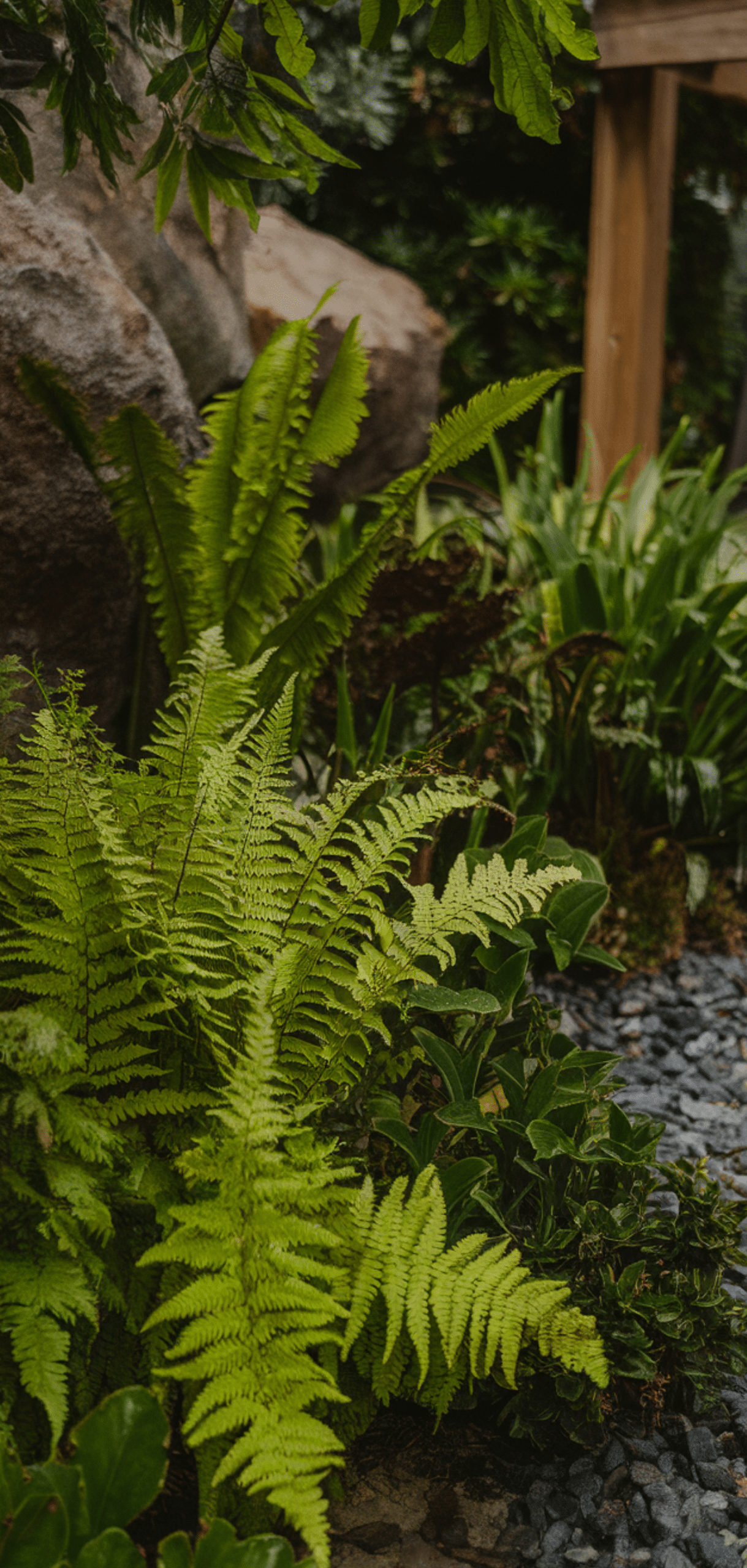Perfect Foolproof Perennials That Thrive in the Shade