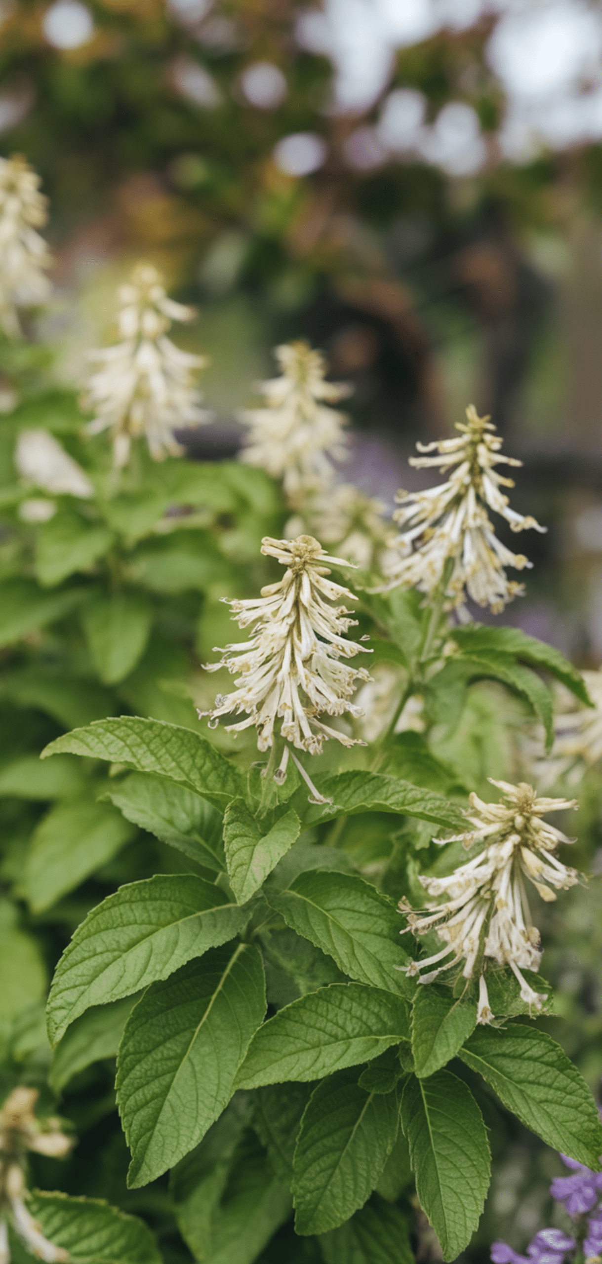 Perfect Perennial Herbs to Plant Once and Enjoy Year after Year